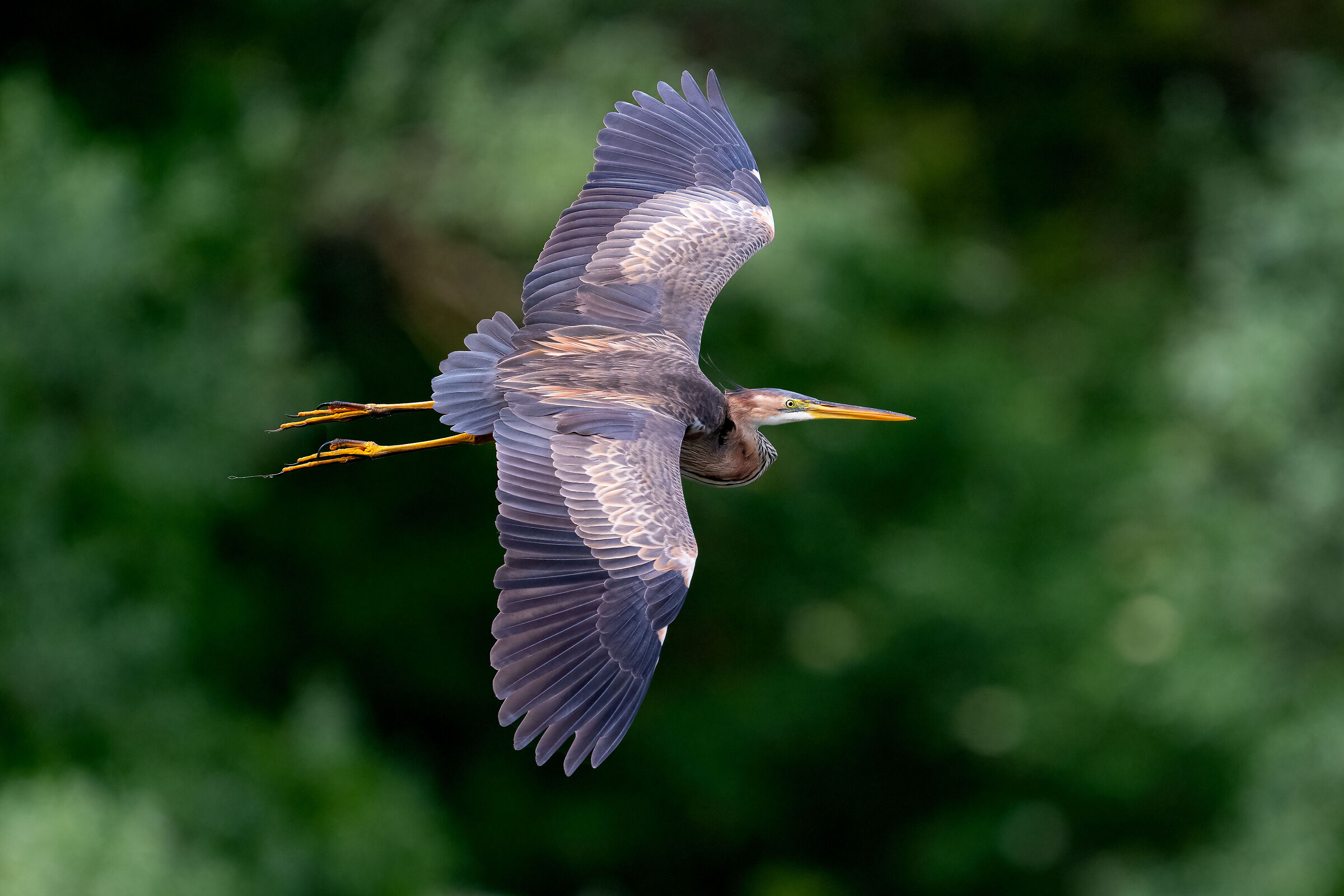 Rossone Heron