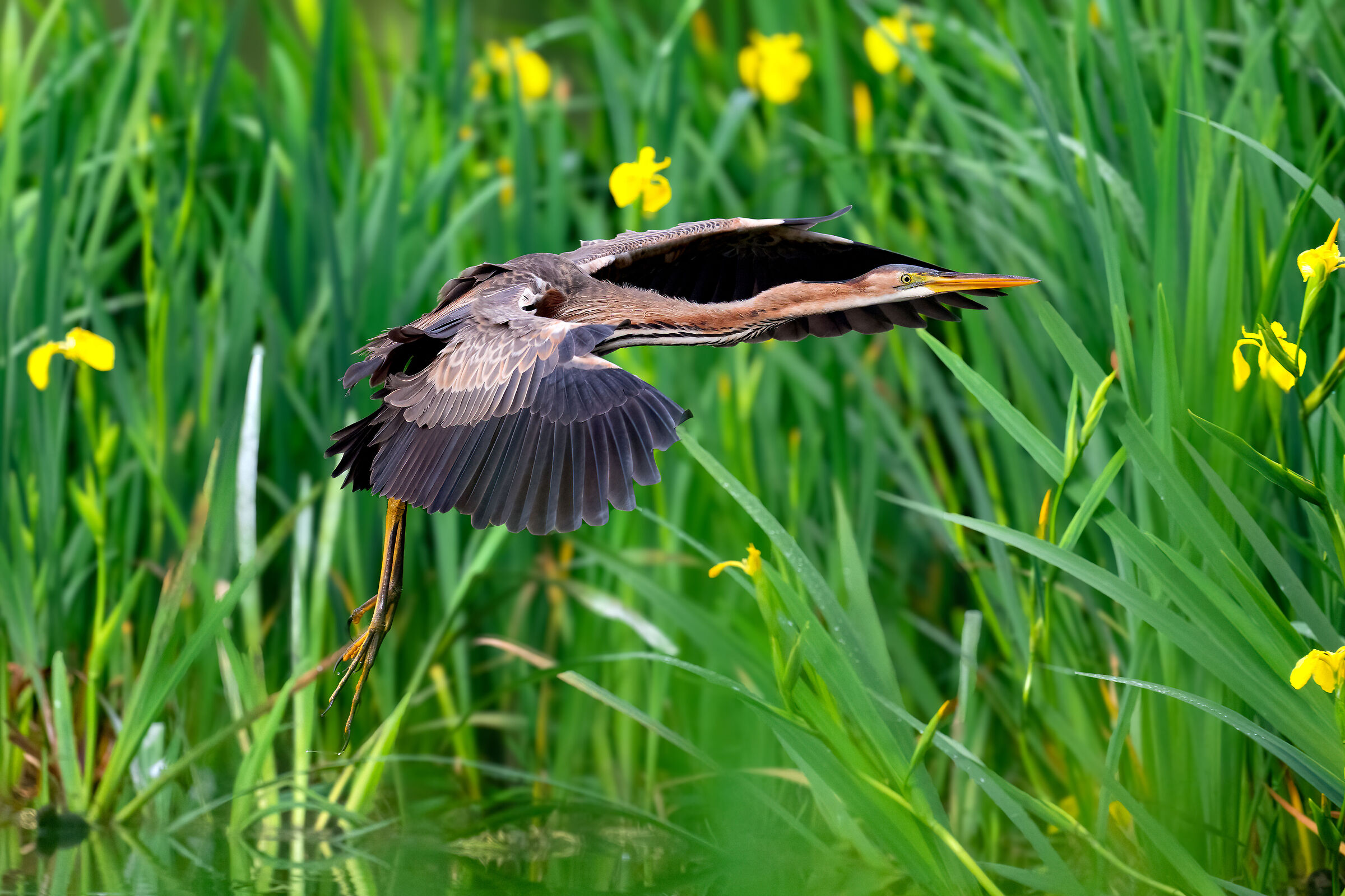 Purple heron