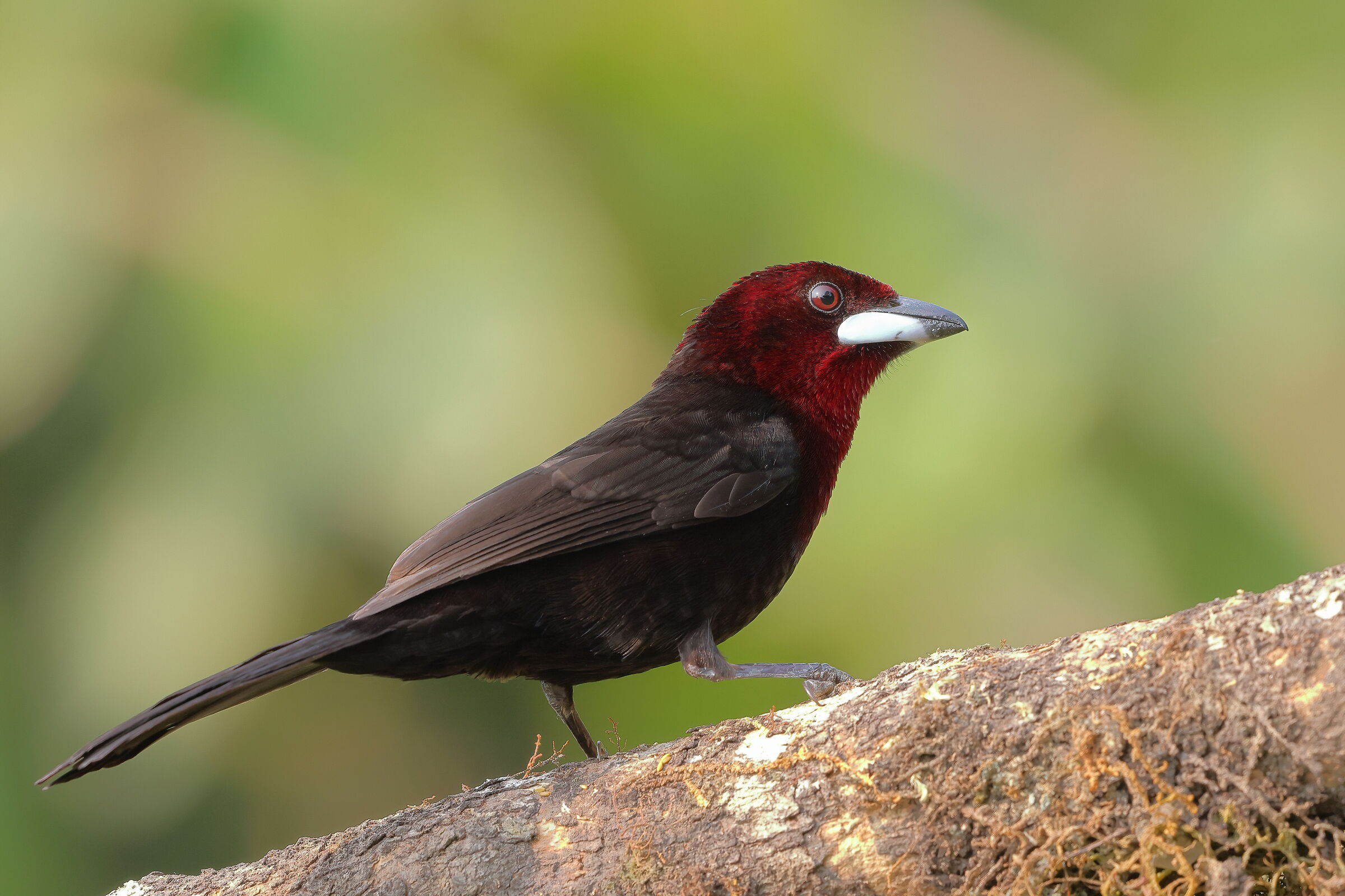 Tangara beccoargentato
