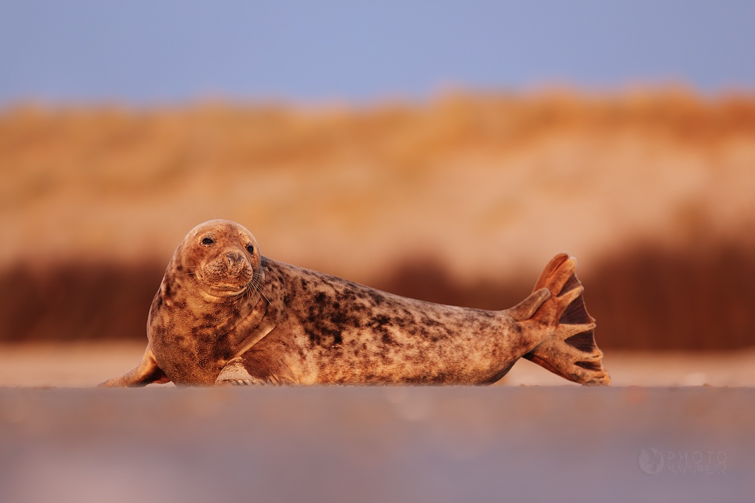 Atlantic Grey Seal