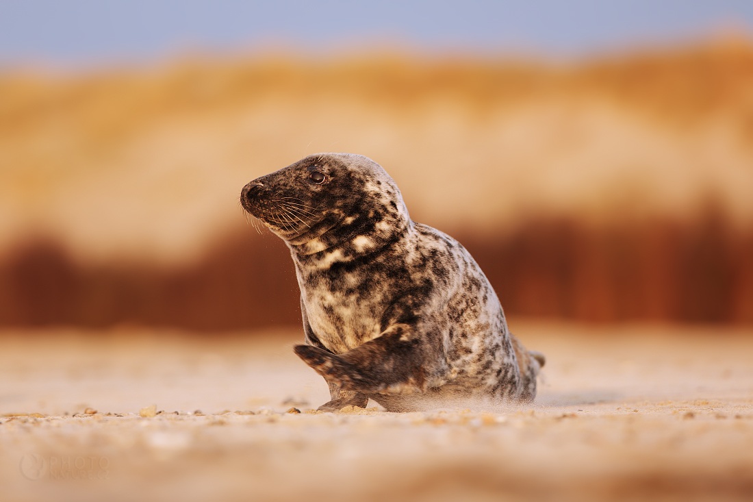 Atlantic Grey Seal