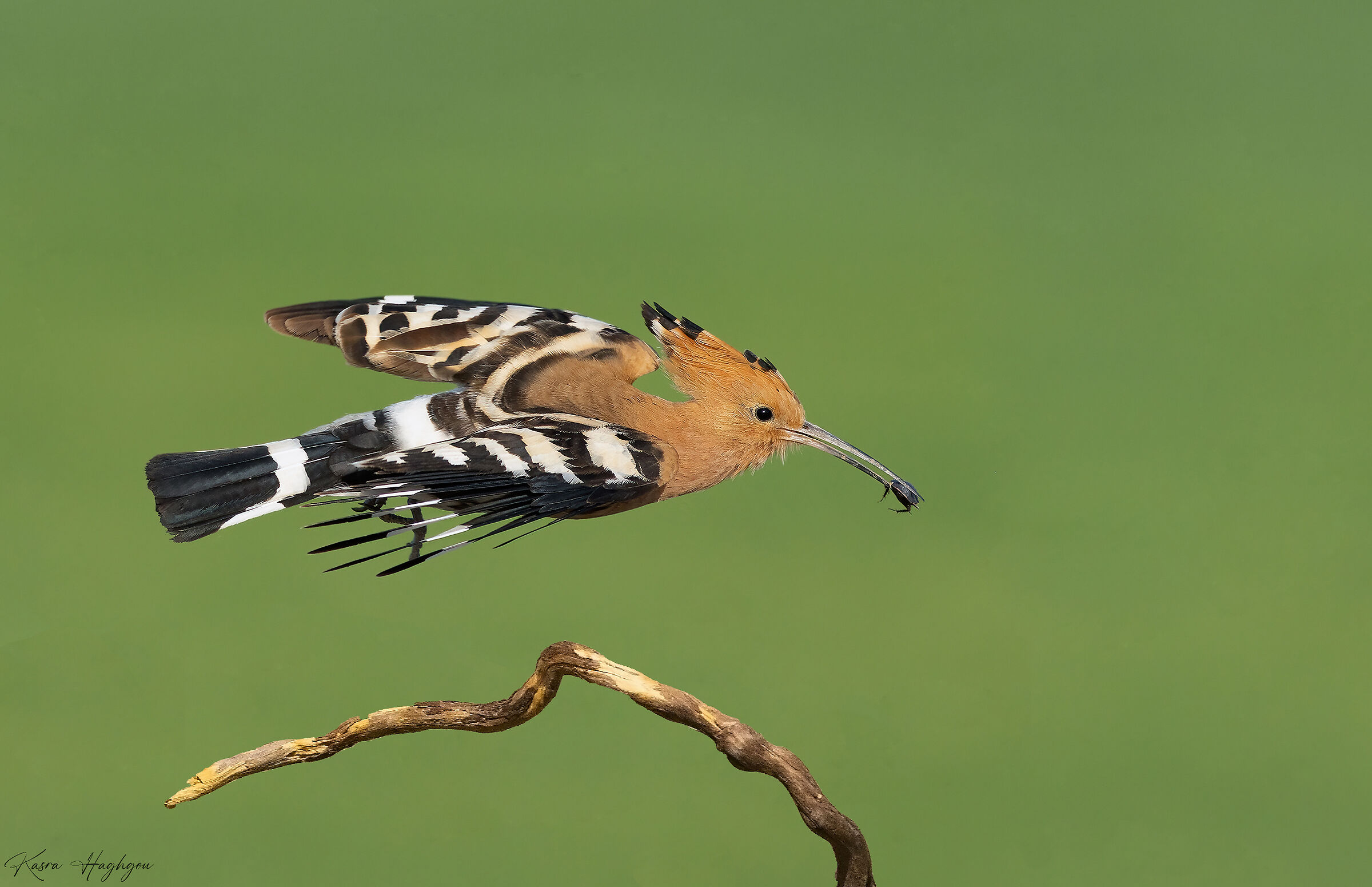Eurasian hoopoe
