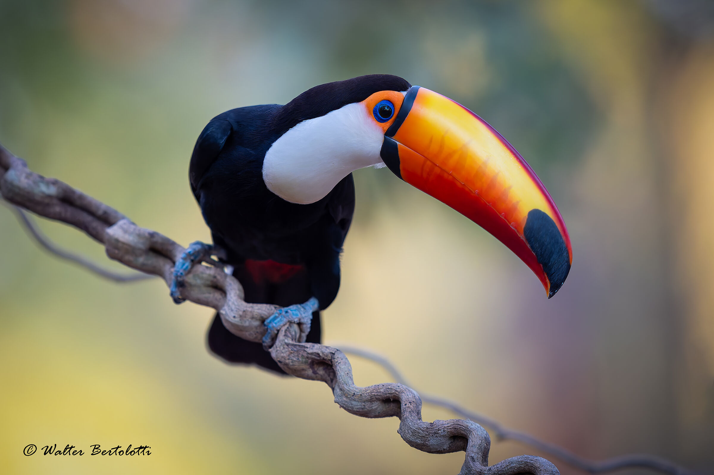 His Excellency the Toucan