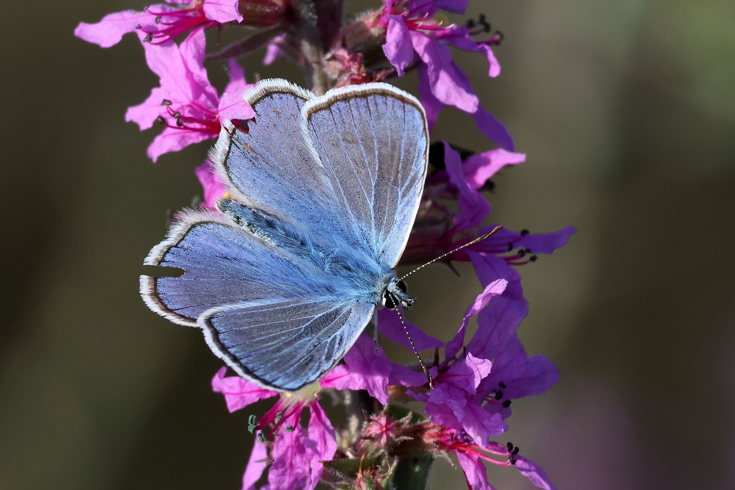 Polyommatus icarus