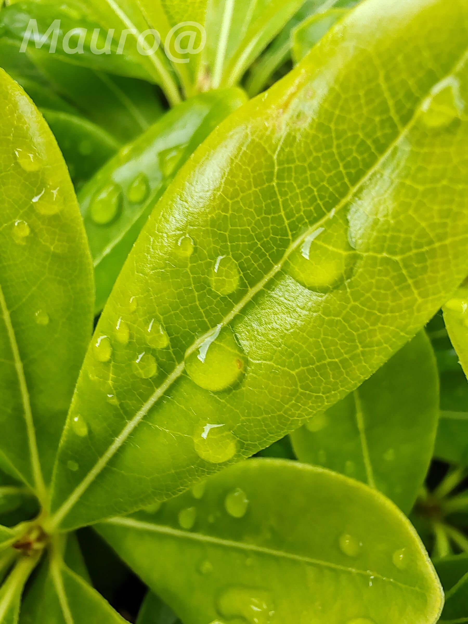 Gocce di rugiada sulla foglia