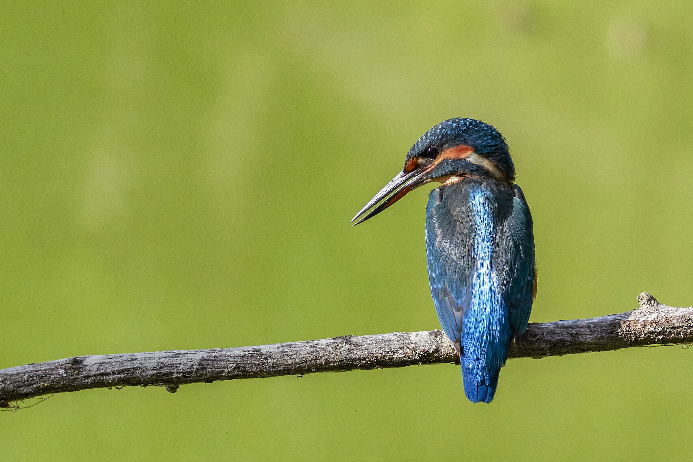 Kingfisher
