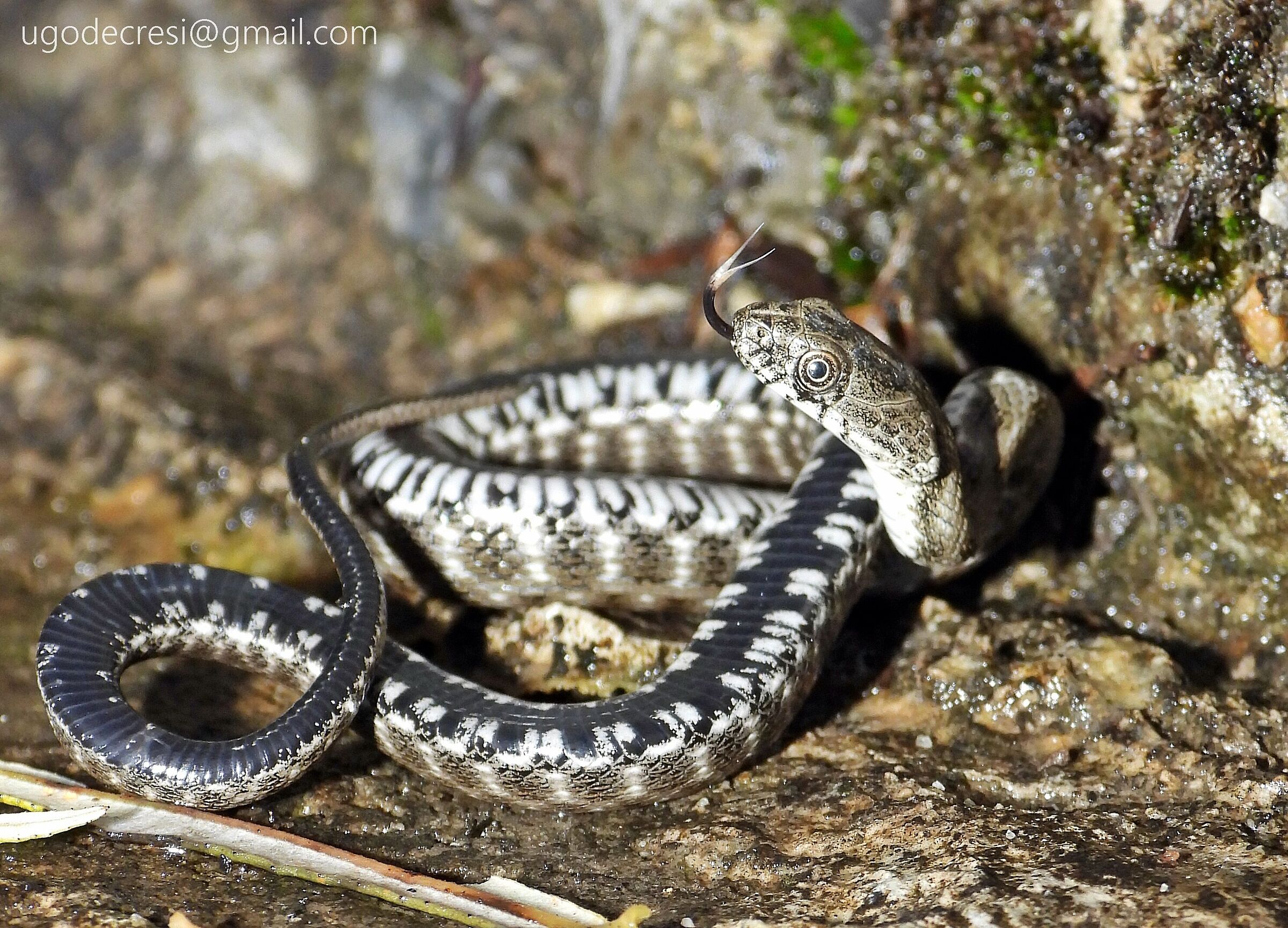 Thanatosis of young Viper Natrice