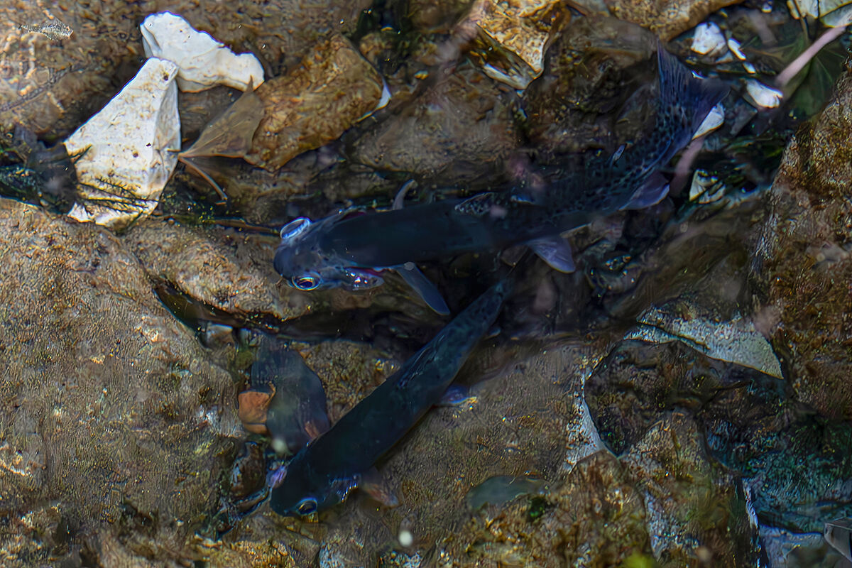 Trout in a small stream
