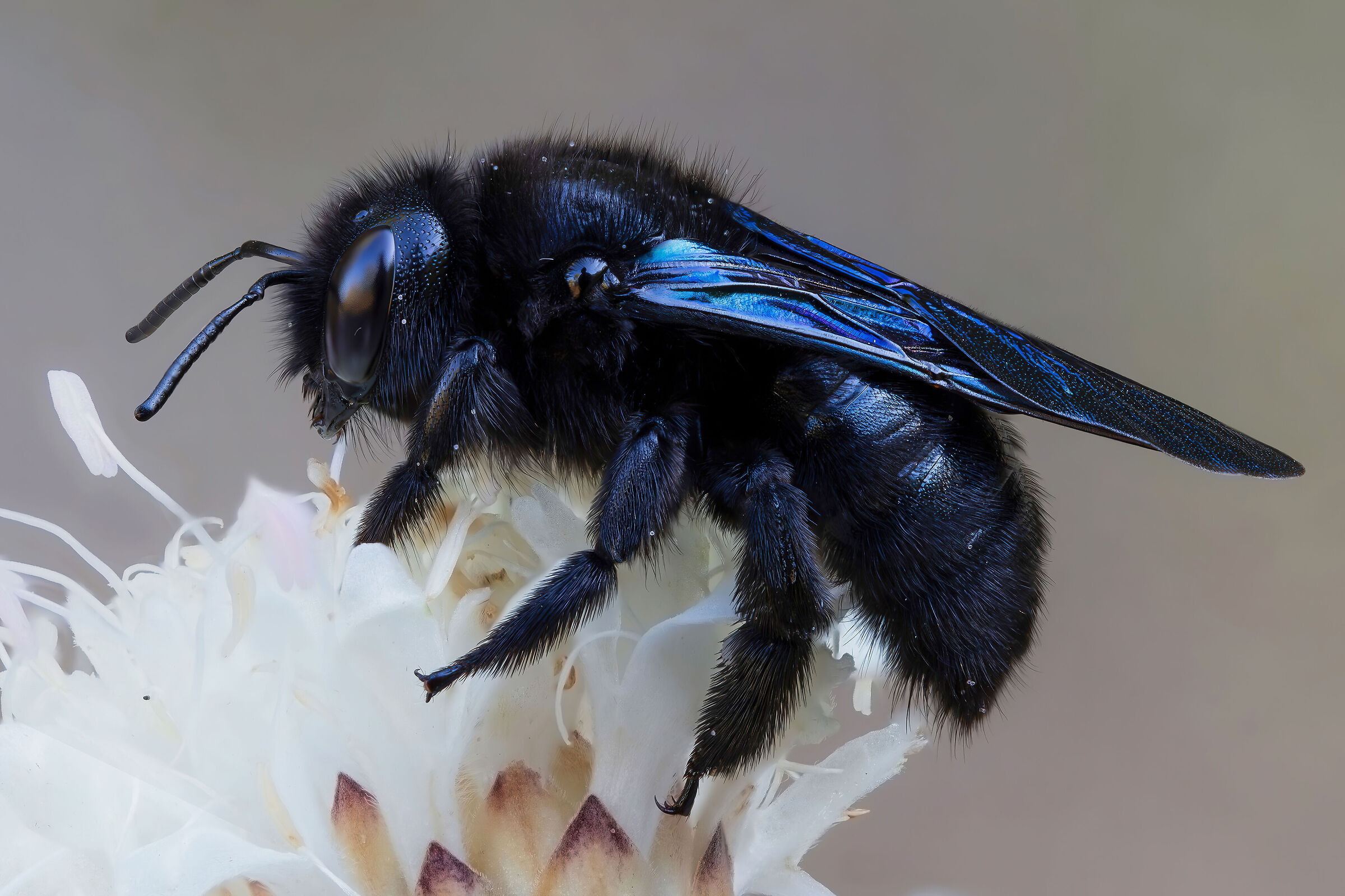 Xylocopa violacea