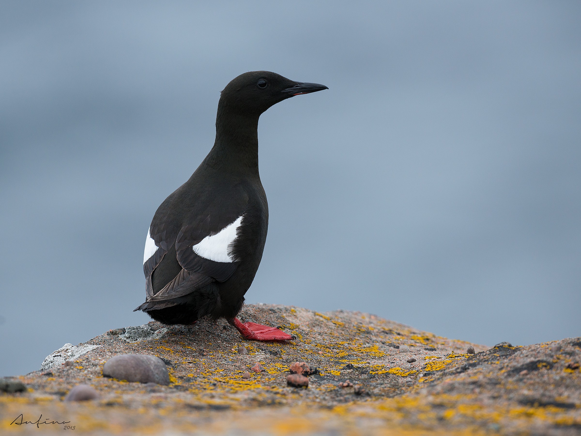 Black Guillemot
