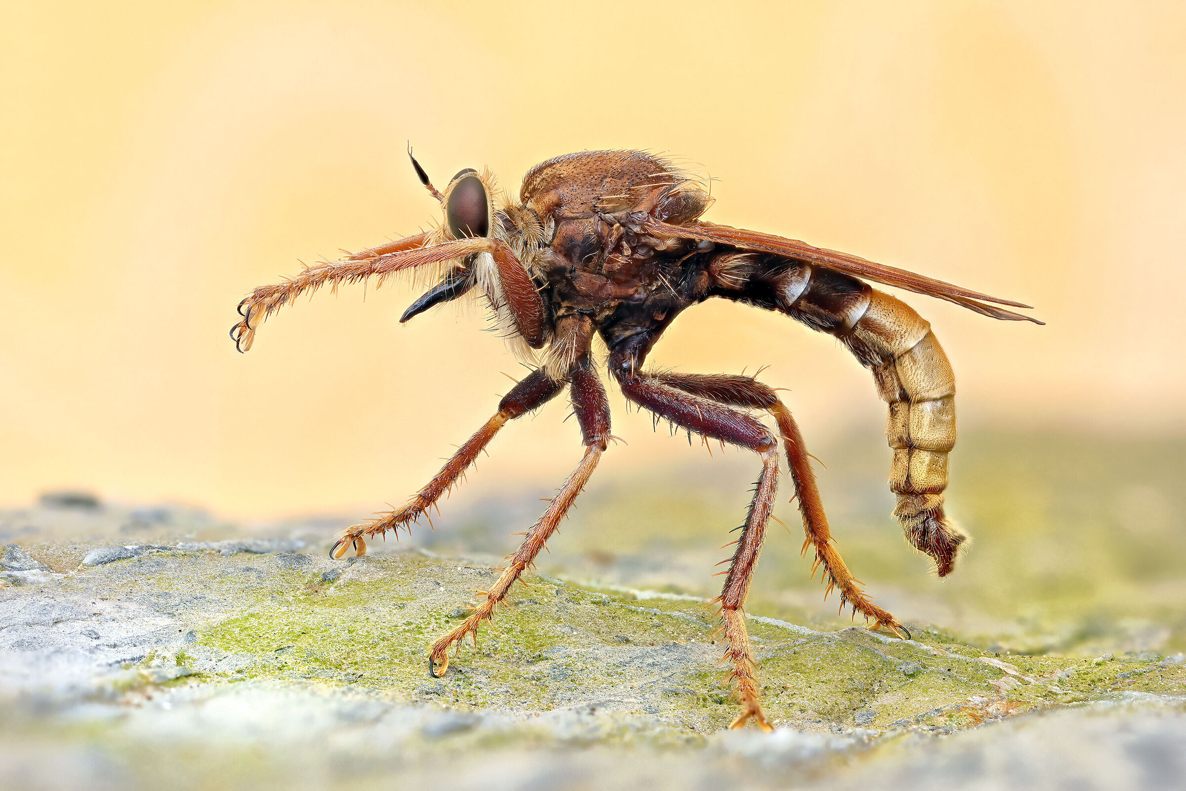 Asilus crabroniformis (FOCUS STACKING)