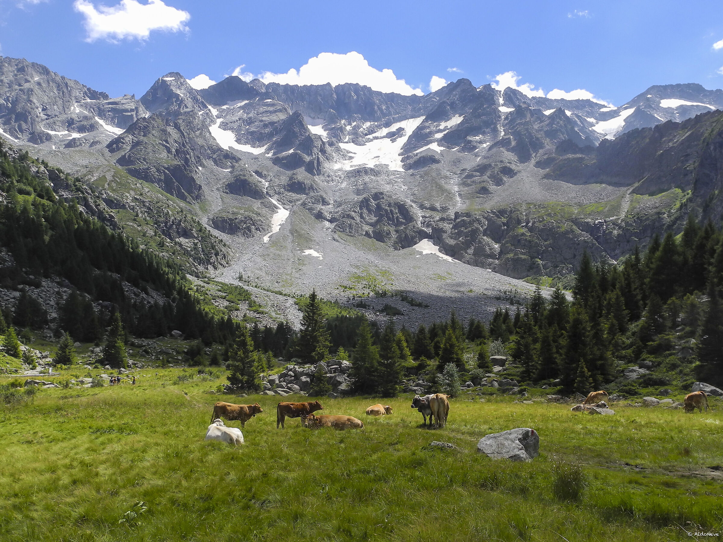 Pasture