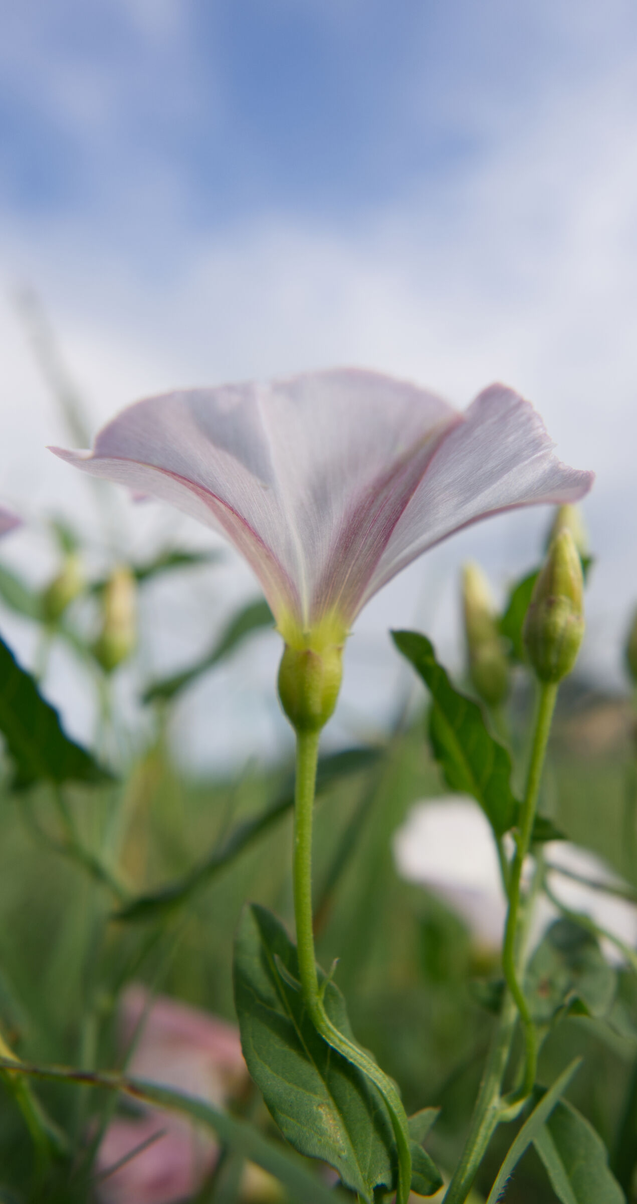 Convolvulus