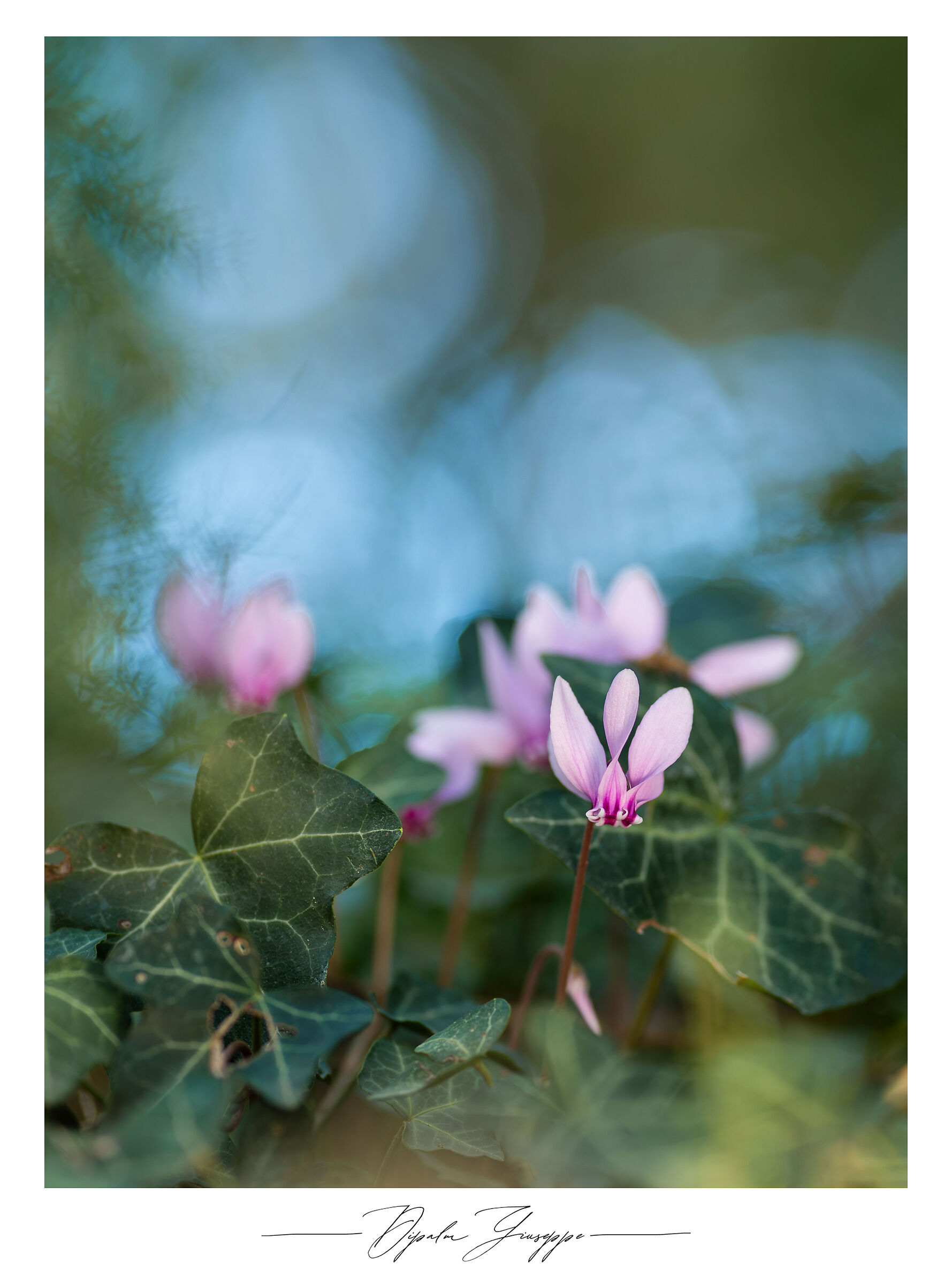 Cyclamen hederifolium 4