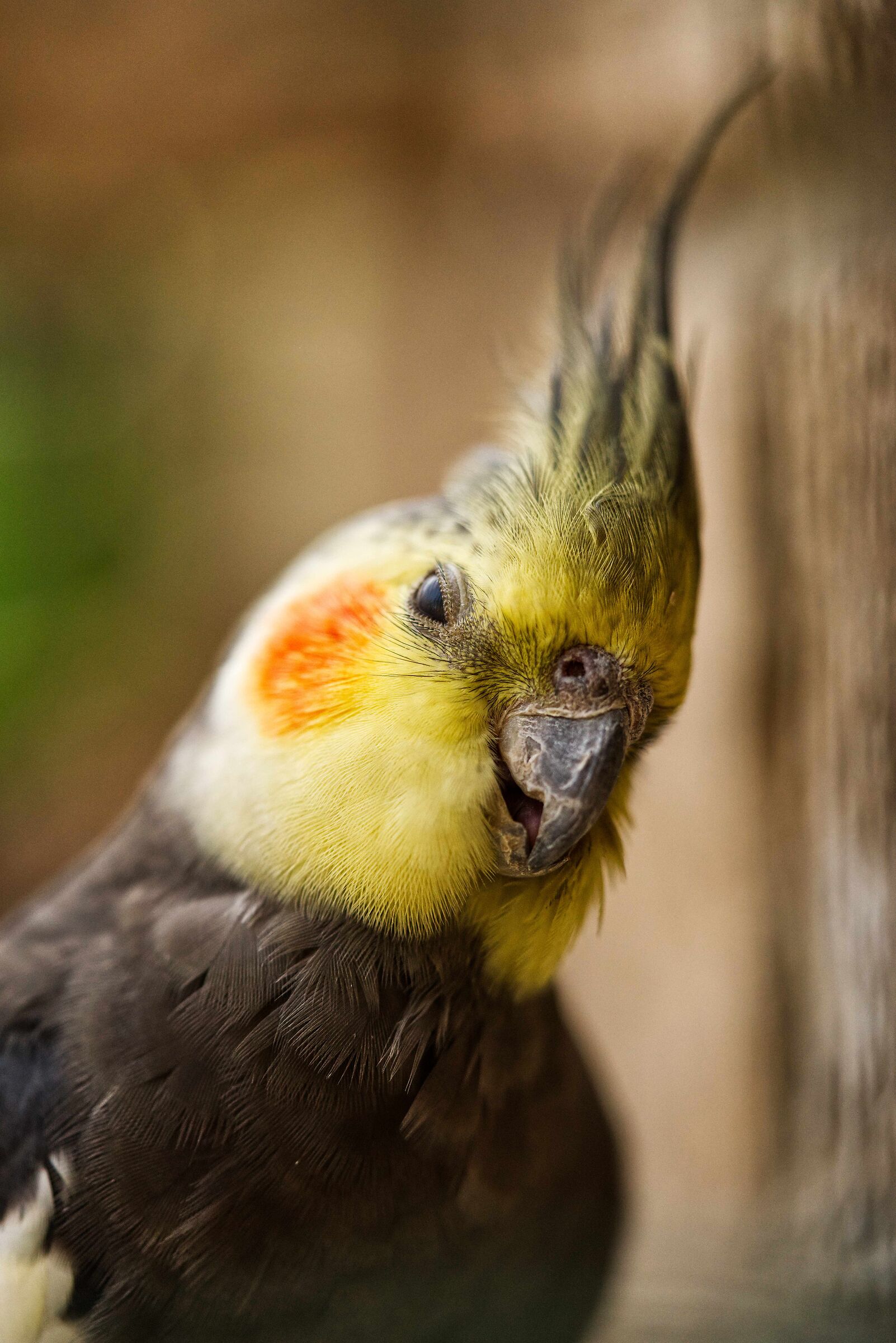 Curious parrot