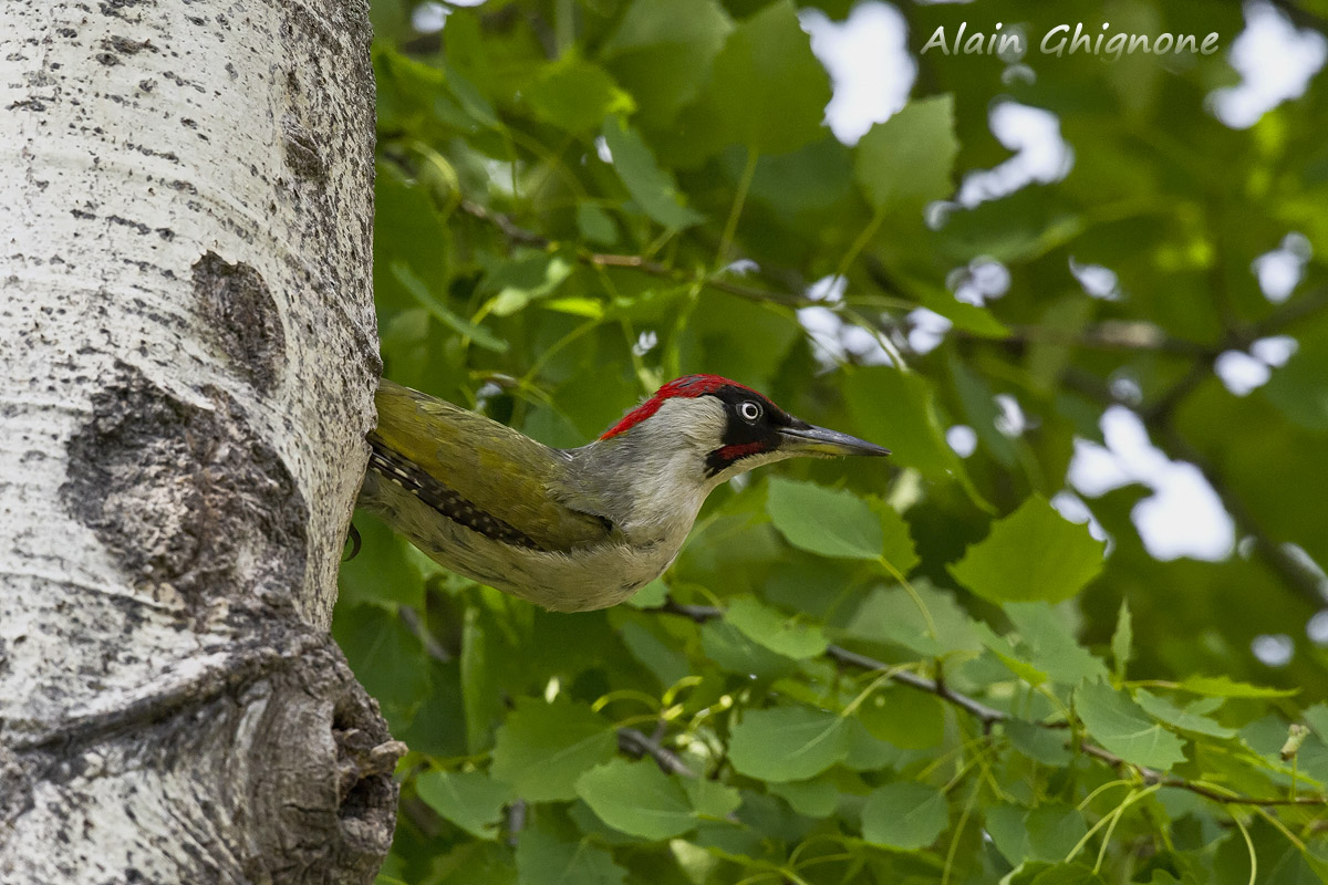 picchio verde maschio in partenza a saetta