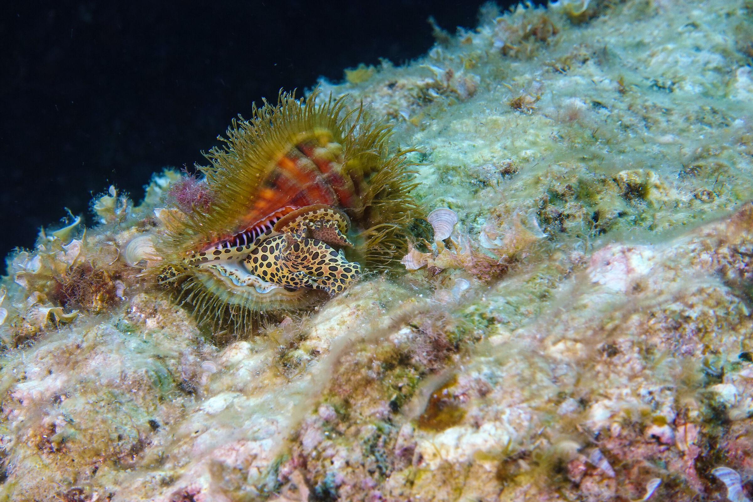 Cymatium Parthenopeum