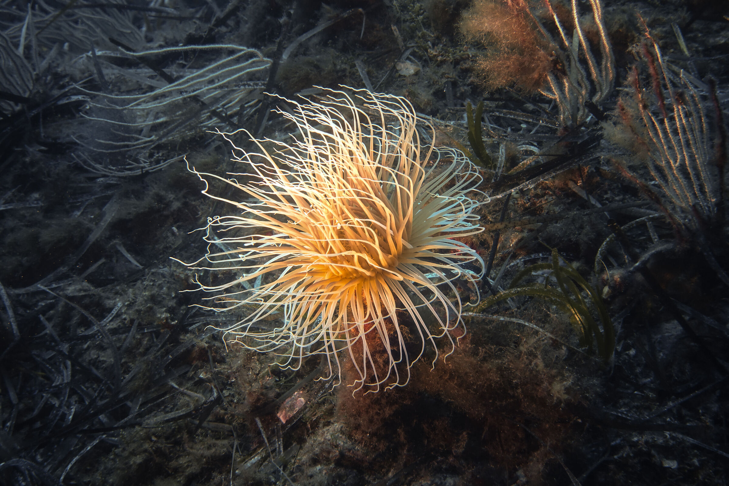 Cerianthus Membranaceus