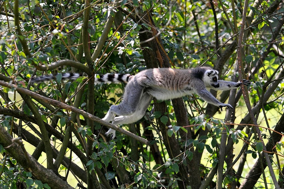 Lemur