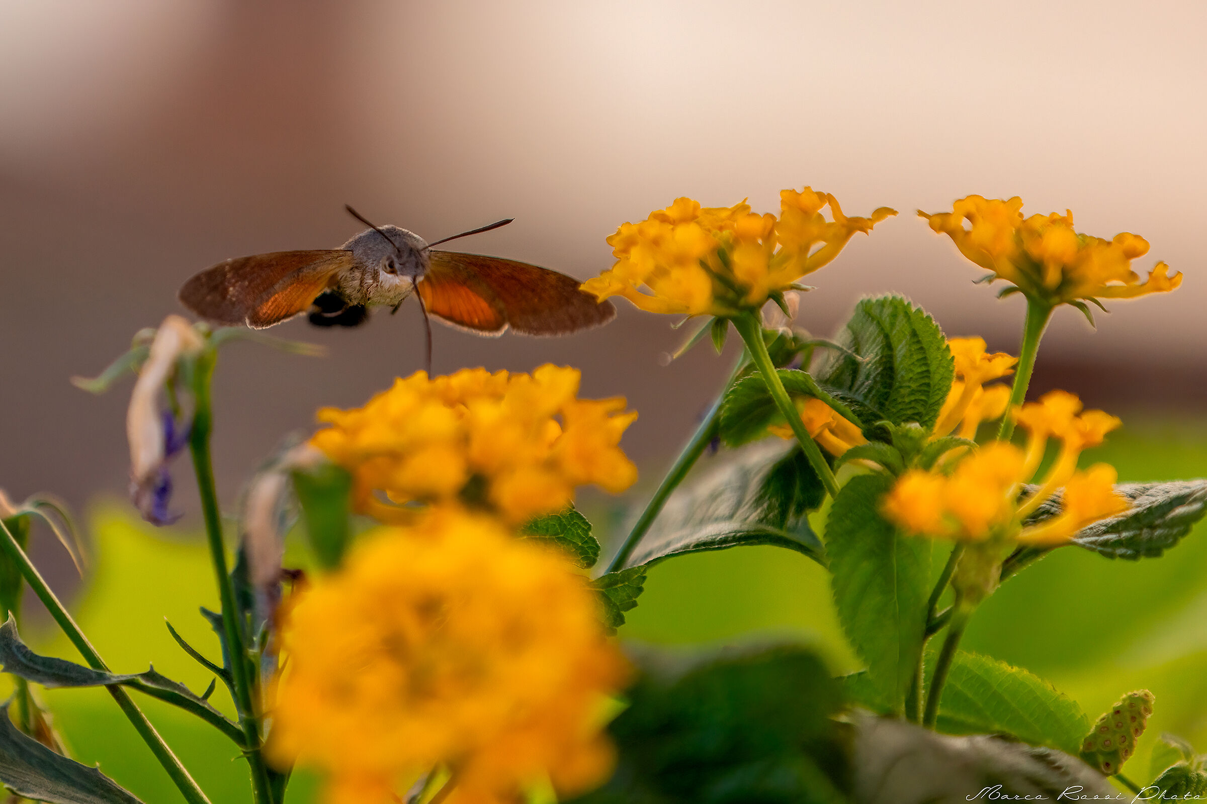 Impollinatore professionale