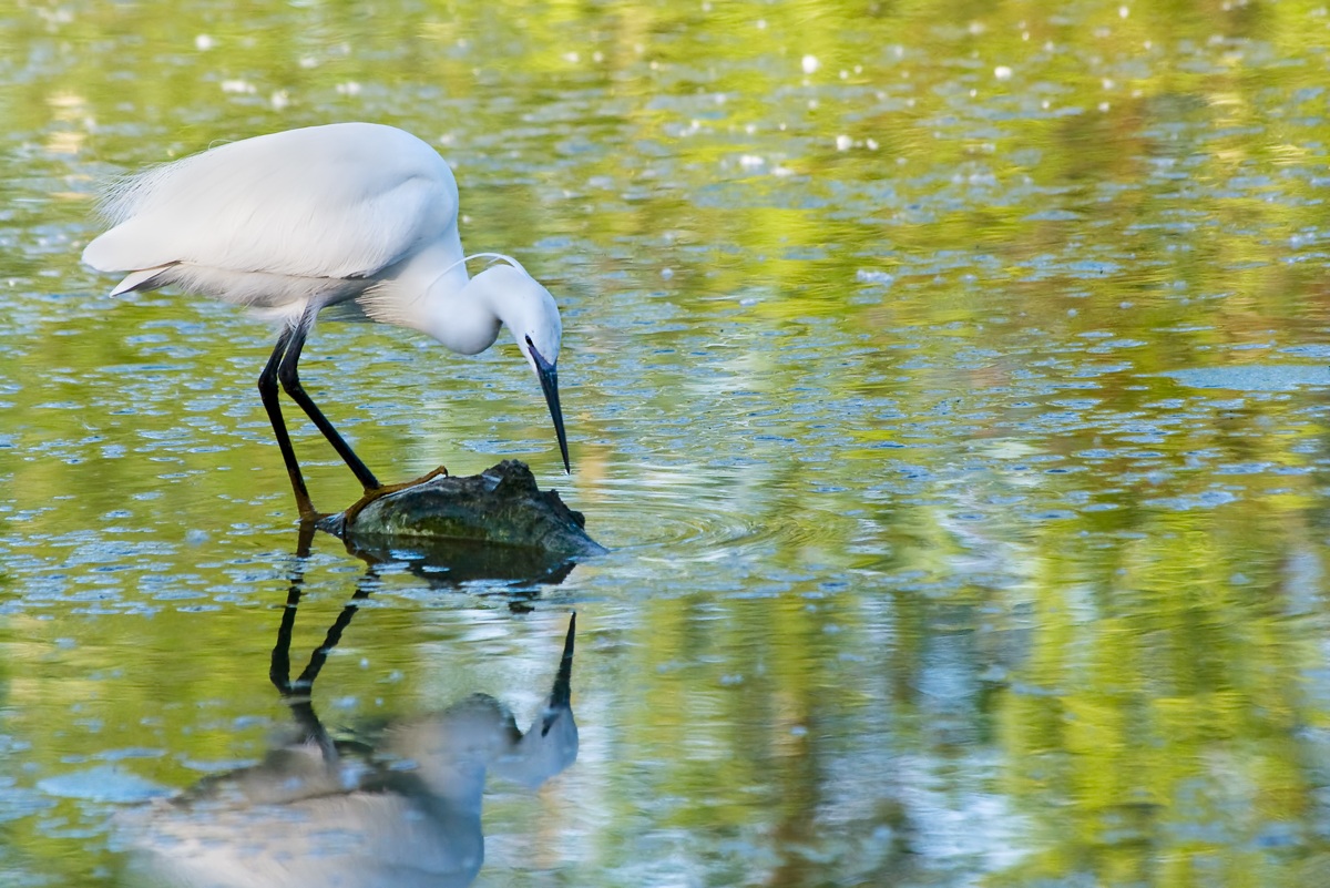 Garzetta nel lago dorato