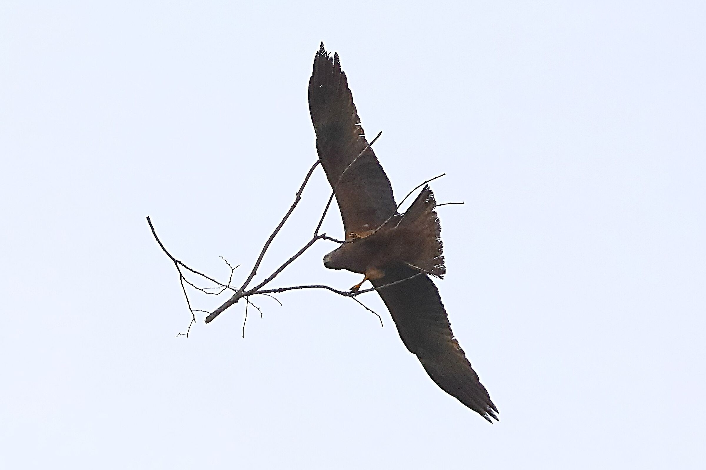 Nibbio bruno 28 aprile 2024 - 0018