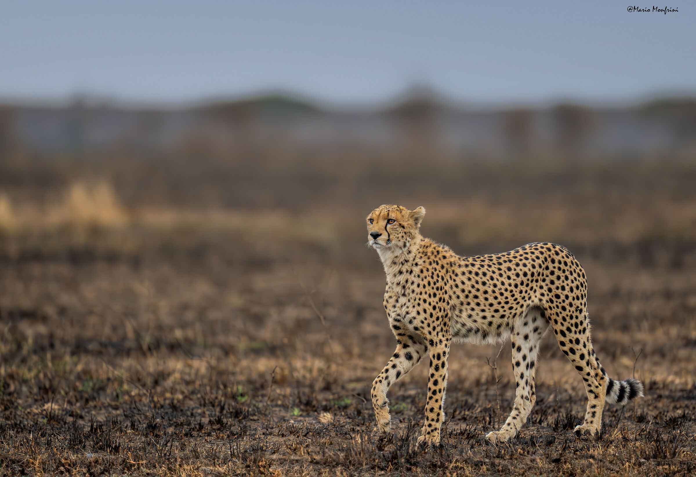 The elegance of the cheetah