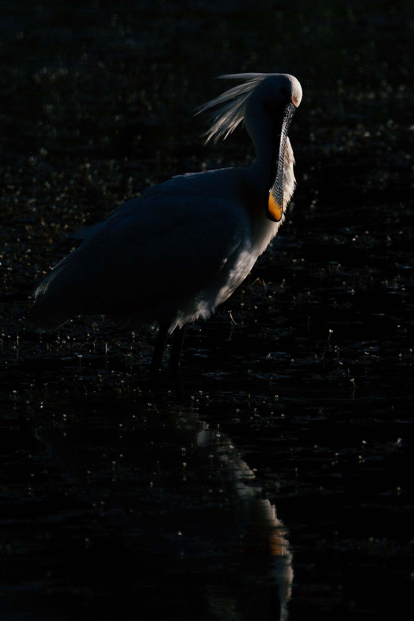 Platalea controvento