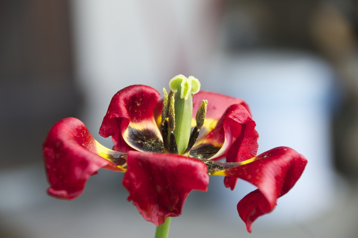 anche da vecchio è bello