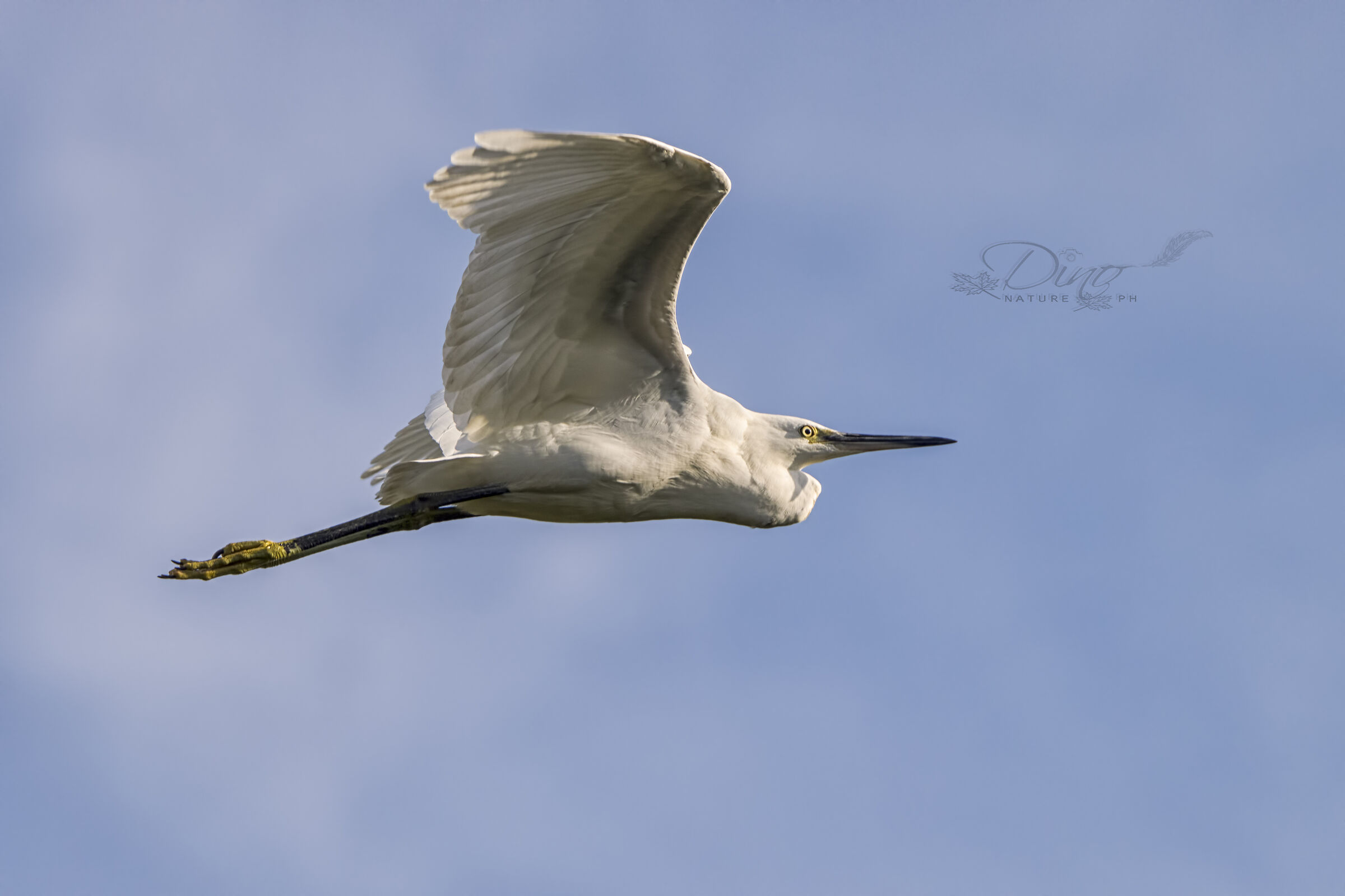 Egretta egret with spread wings