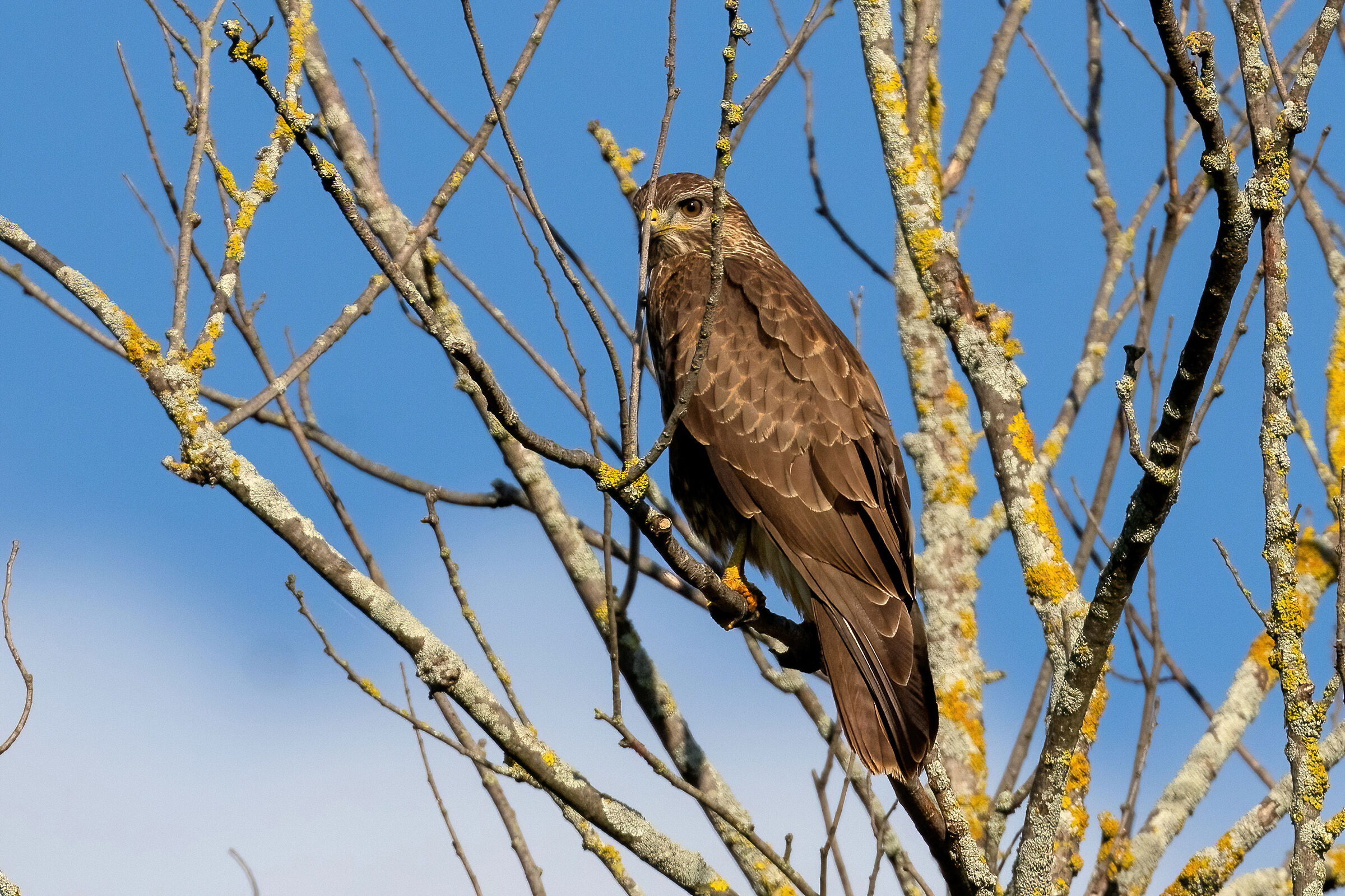 Poiana (Buteo buteo)
