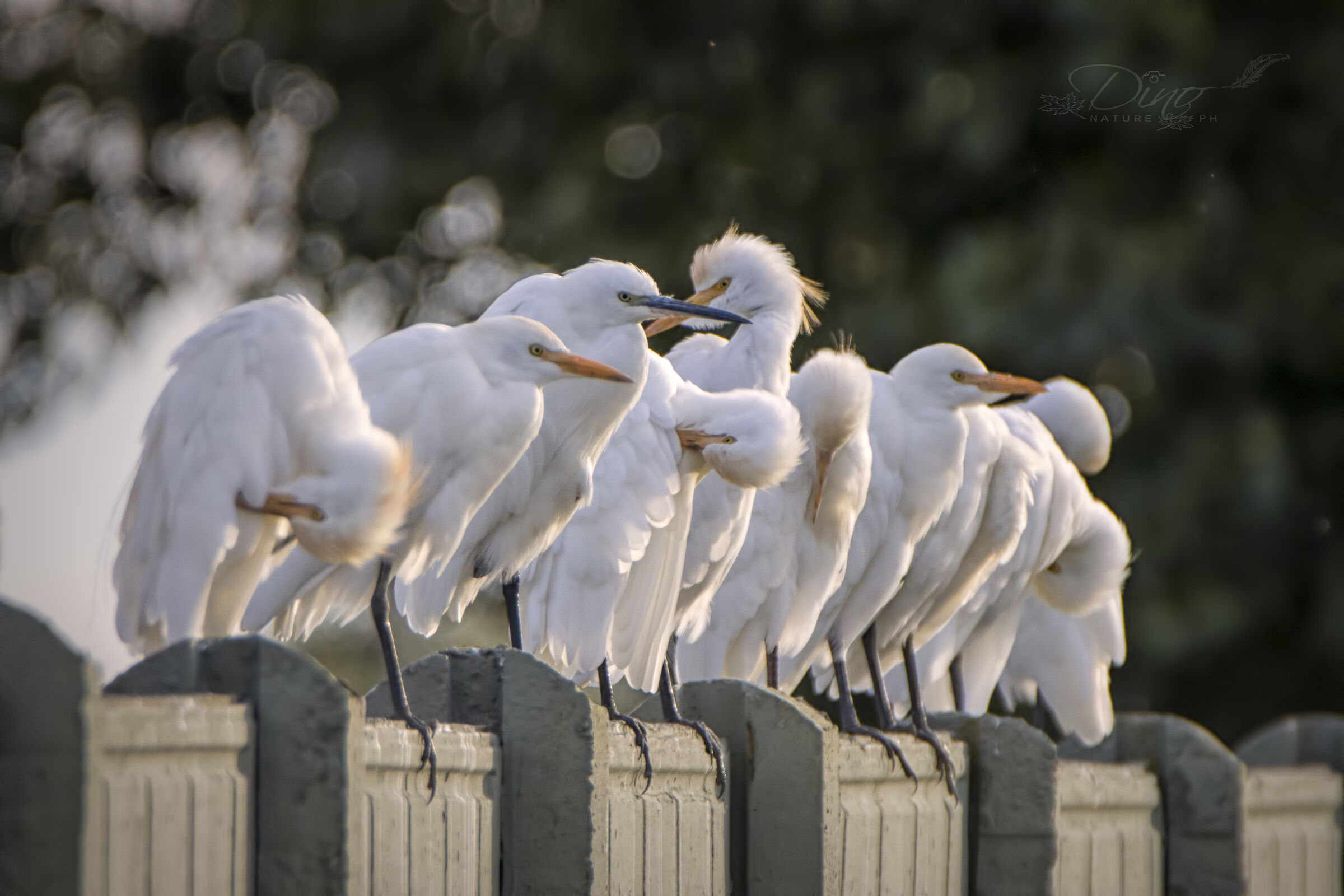 Cattle egrets with intruder