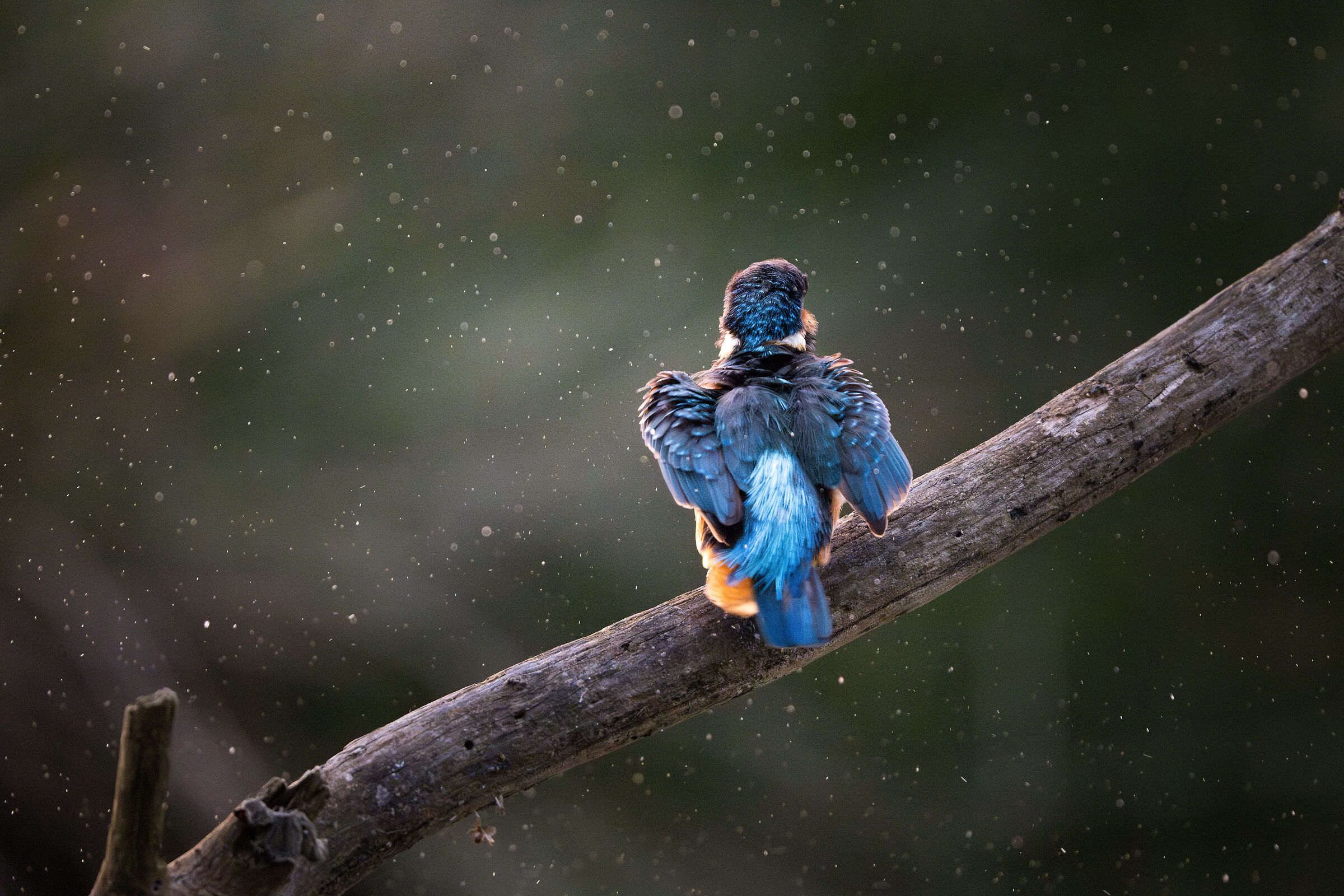 Le sue ali in un turbinio di acqua