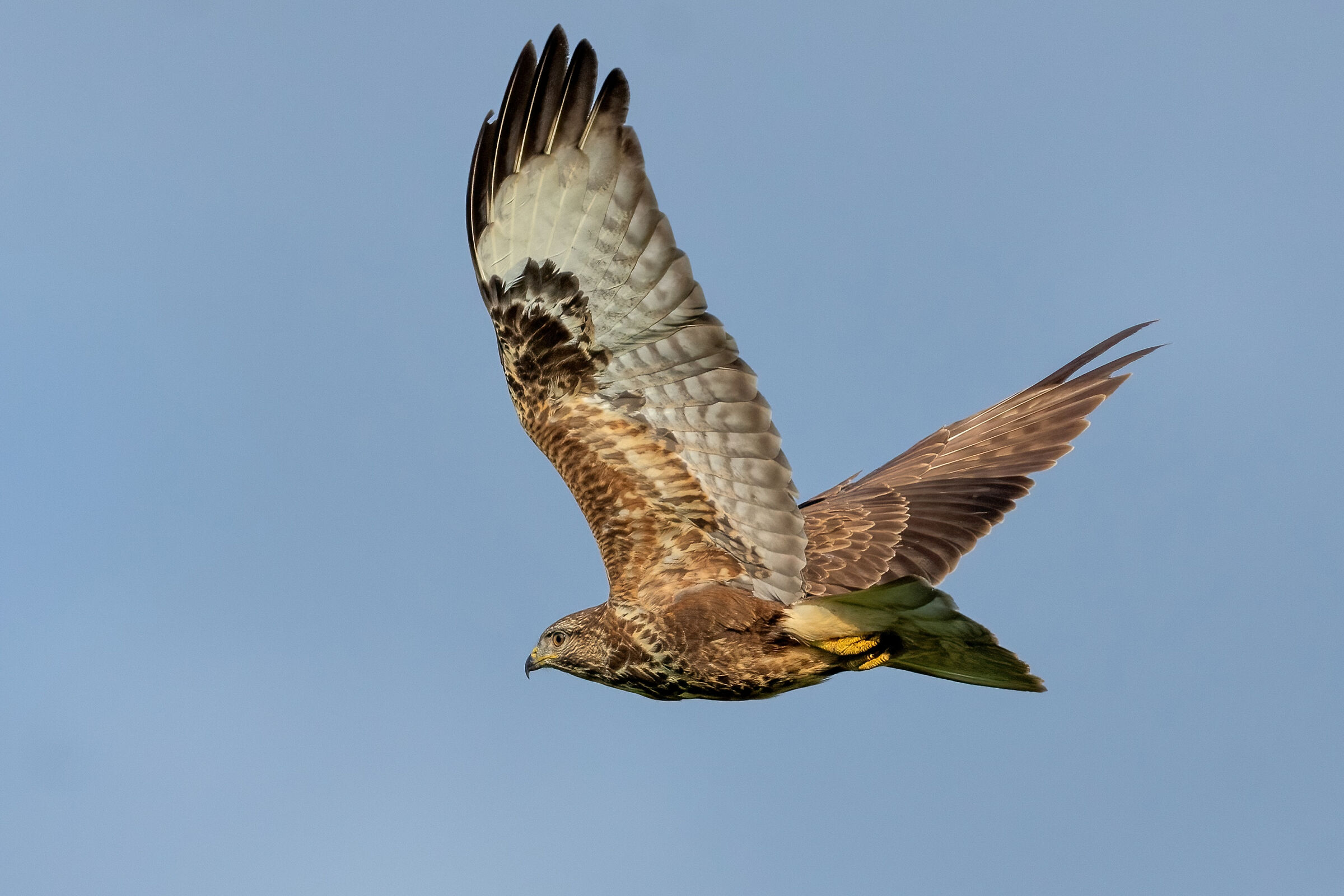Buzzard (Buteo buteo)