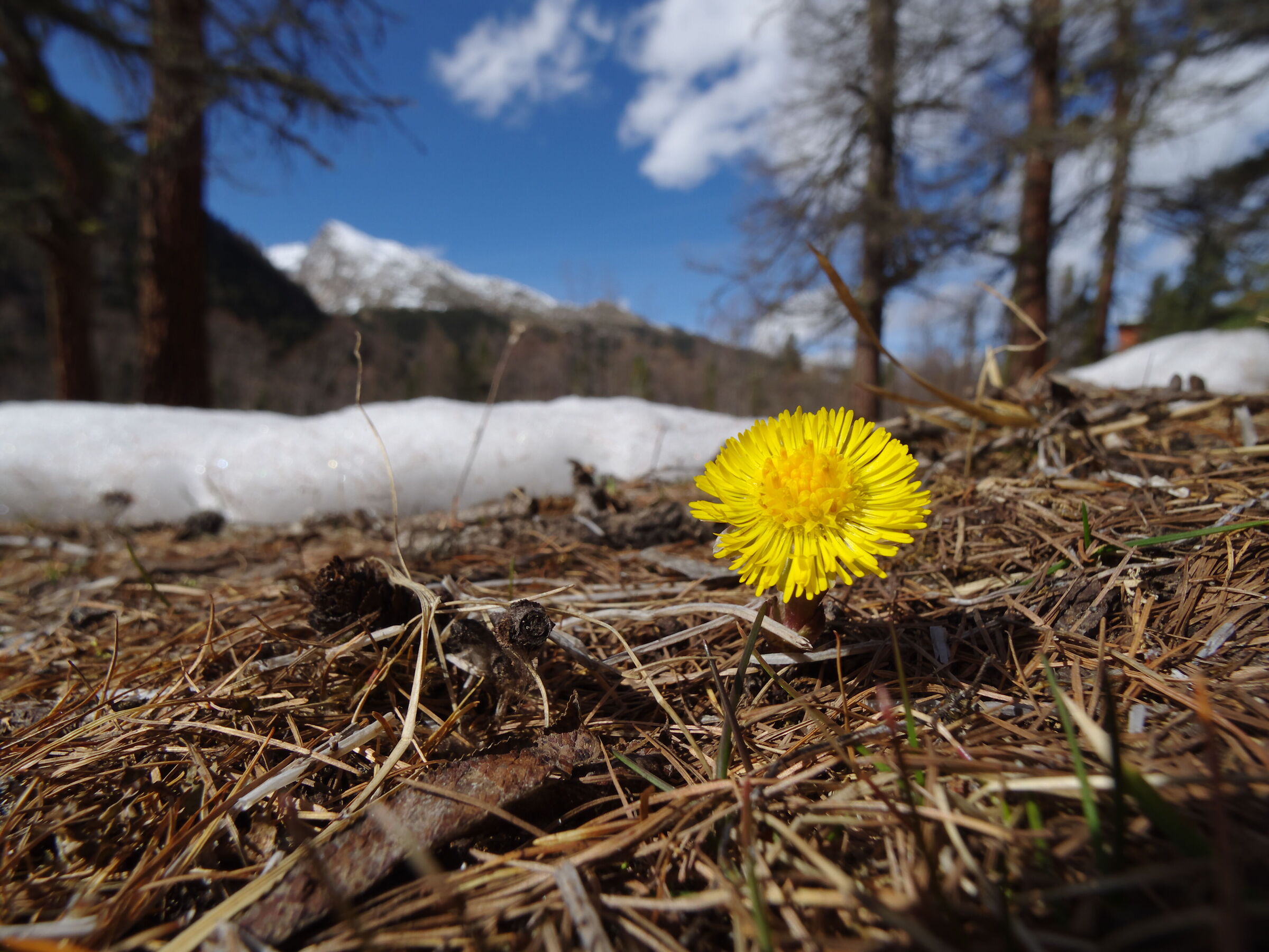 Yellow flower in early spring