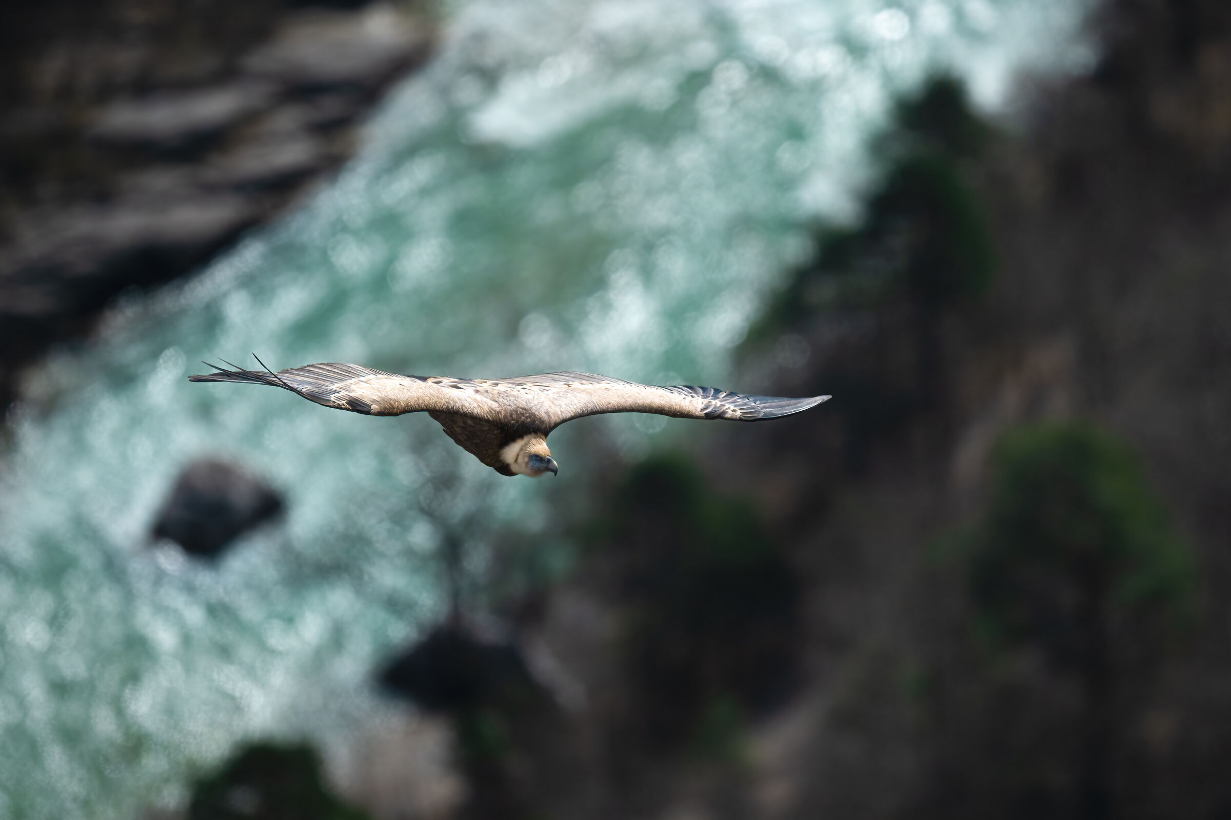 Griffon Vulture - Gorges du Verdon
