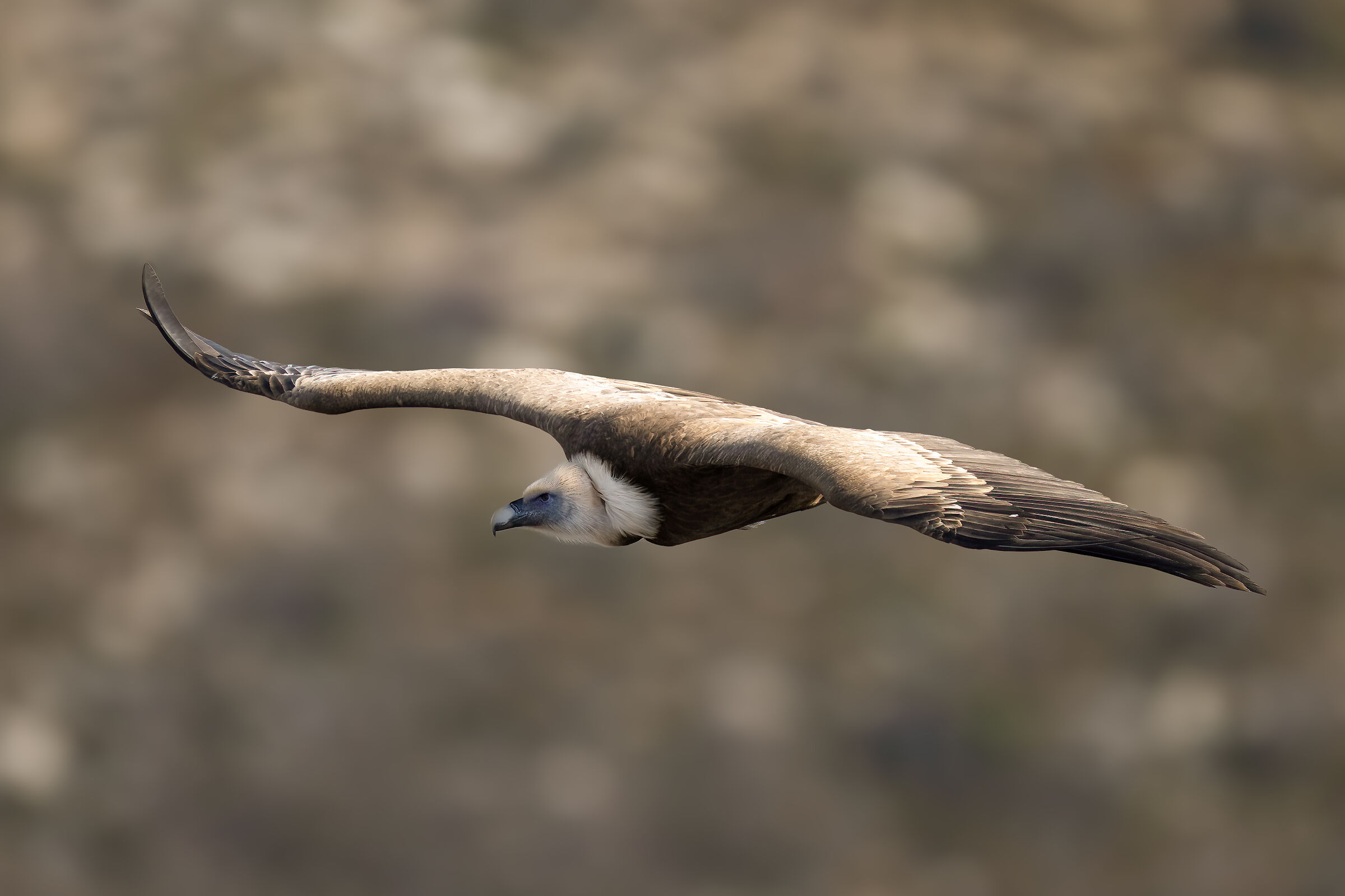 Griffon Vulture - Gorges du Verdon