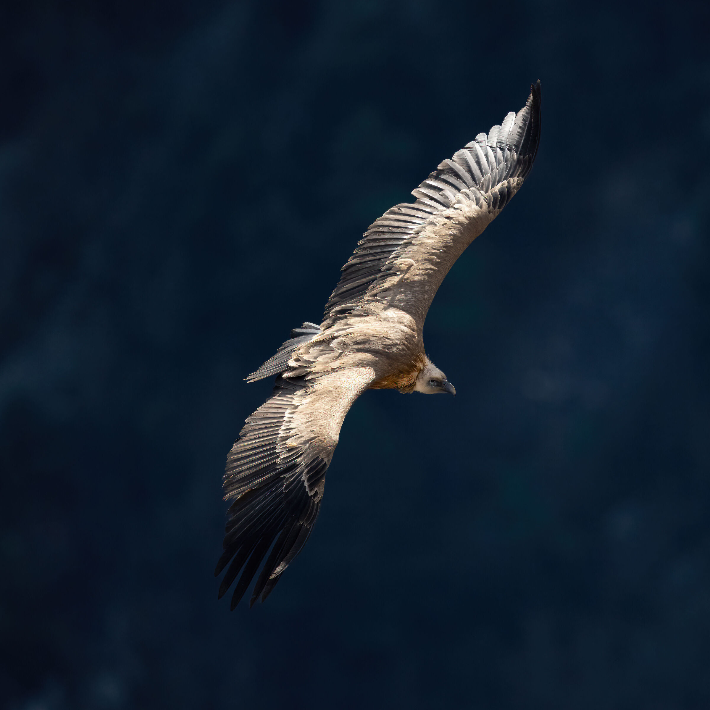Griffon Vulture - Gorges du Verdon