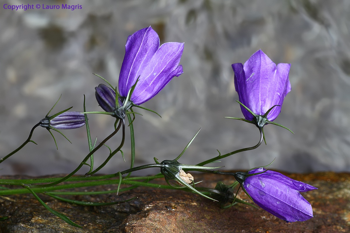 Bluebells in the irrigation ditch
