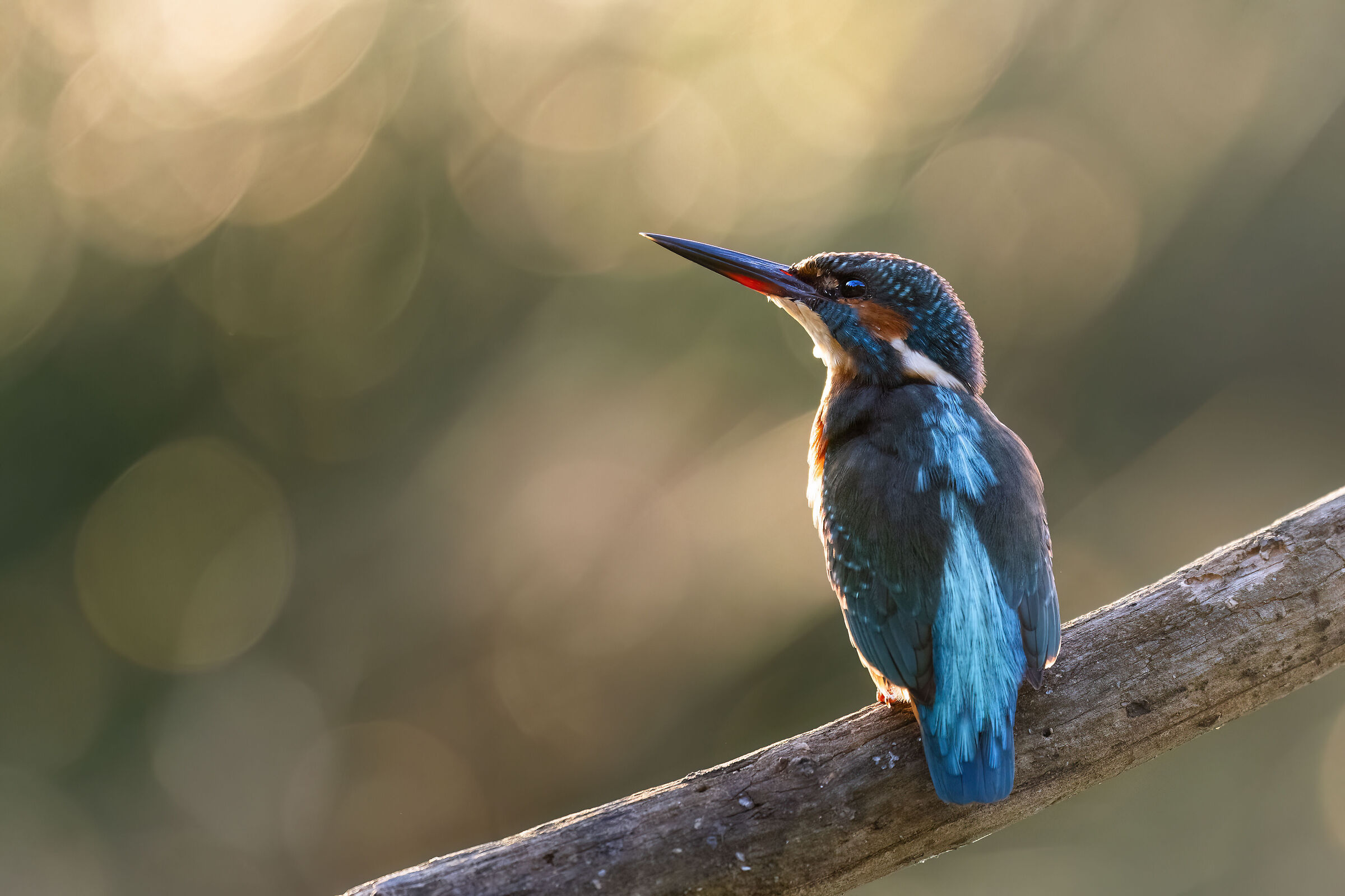 La Martin sognatrice