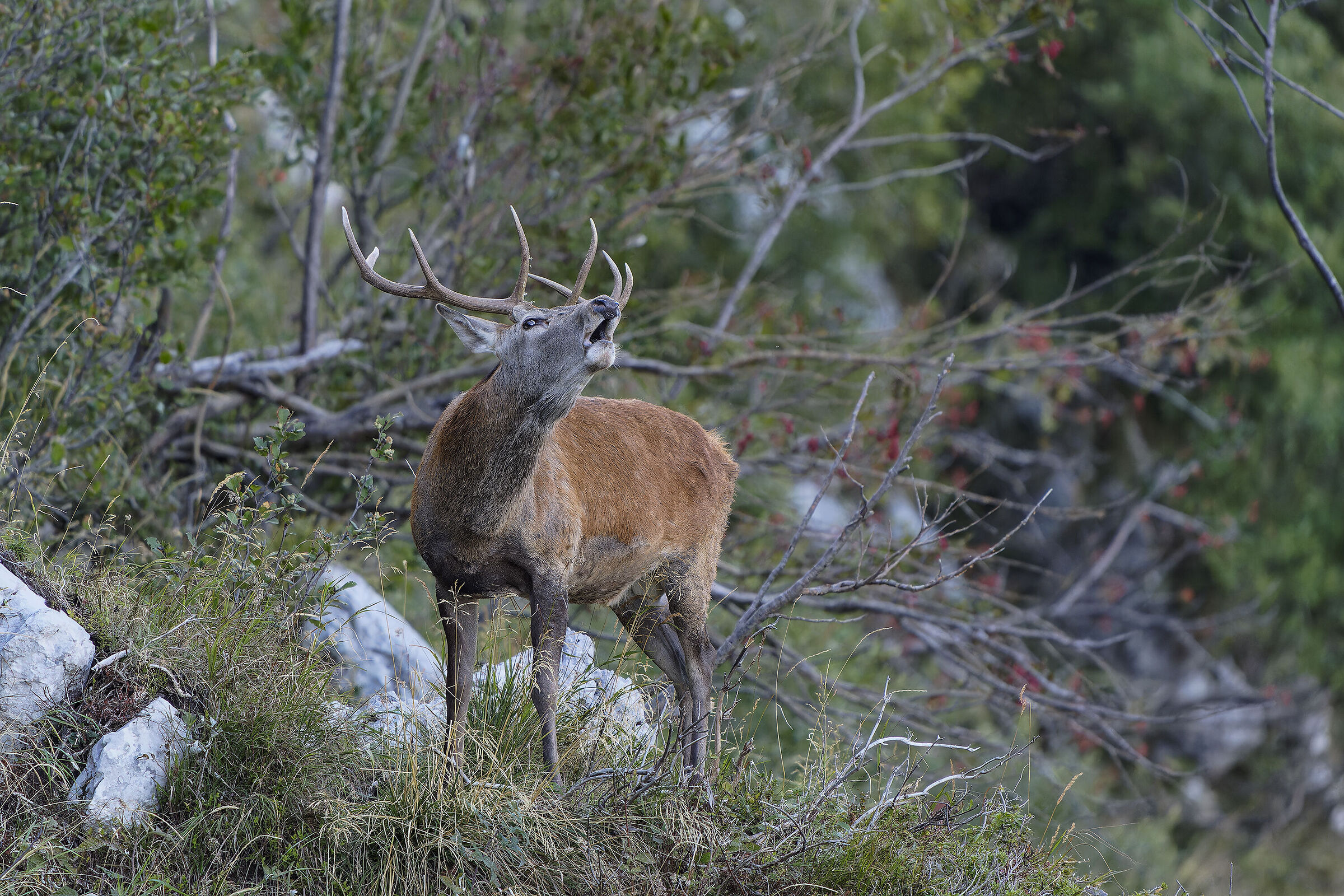 Roaring deer 2024