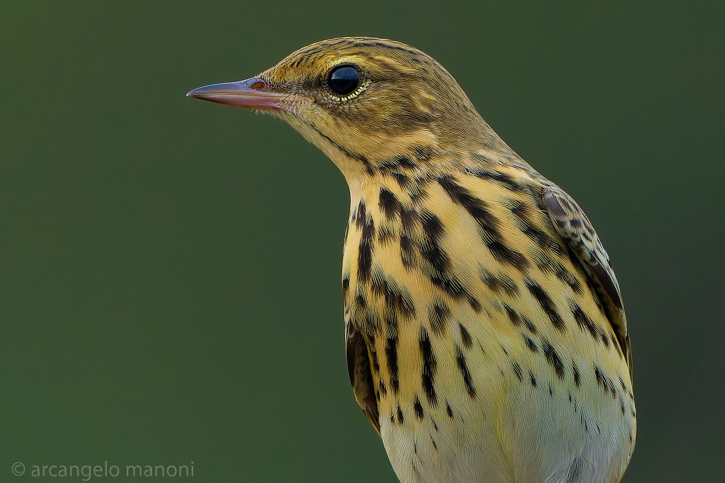 The nice guy of the skies