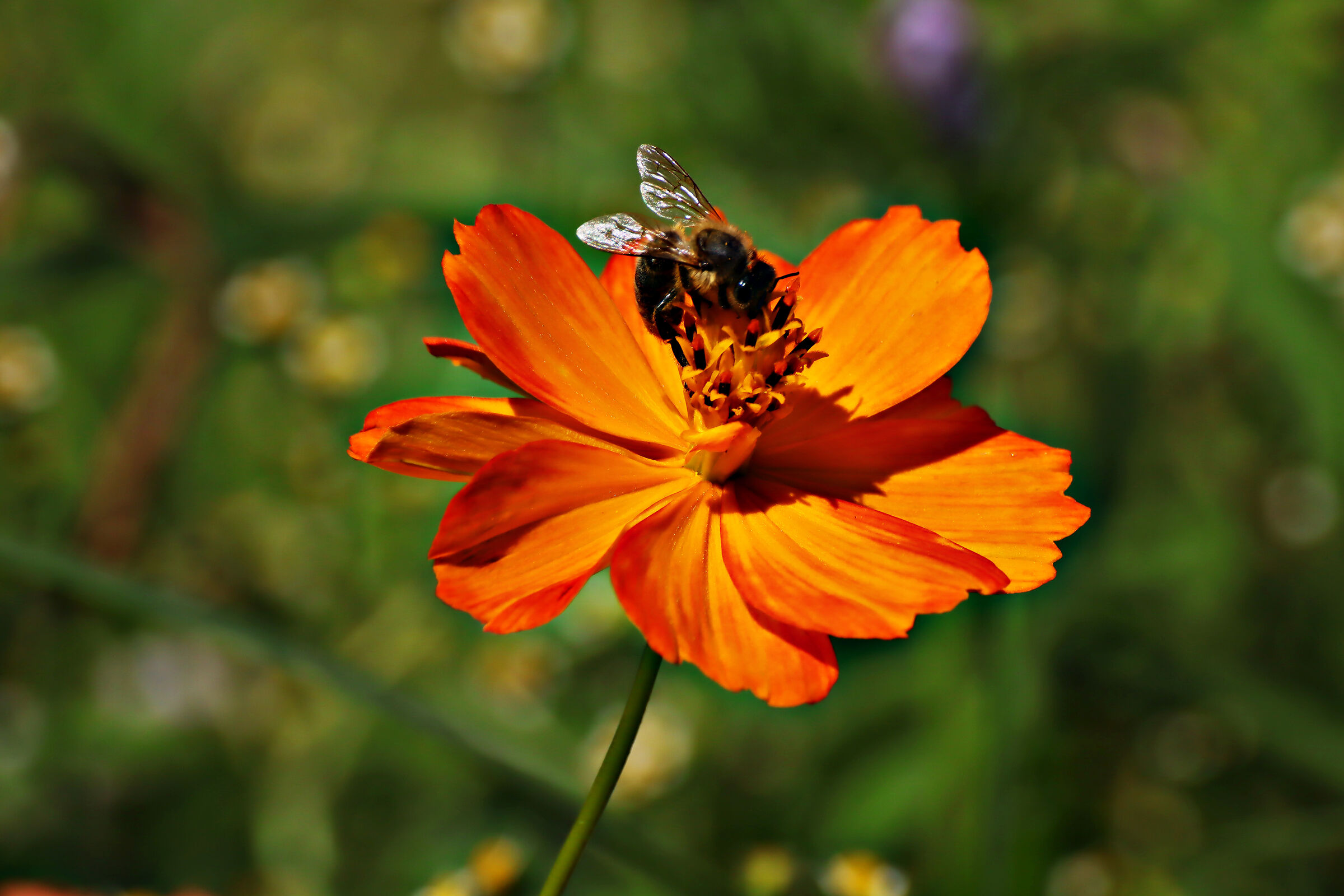 Mountain meadow flower 2