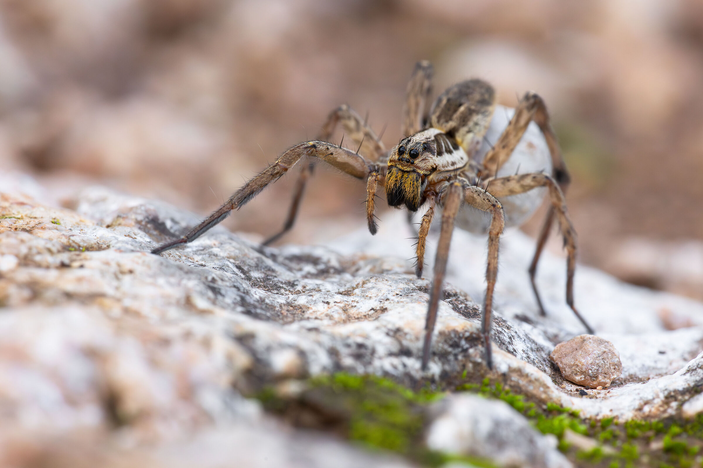 Hogna radiata con ovisacco