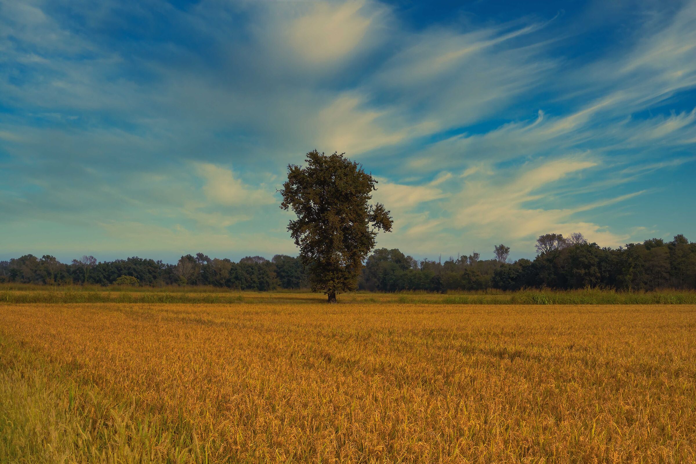 Che ne sai tu di un campo di riso