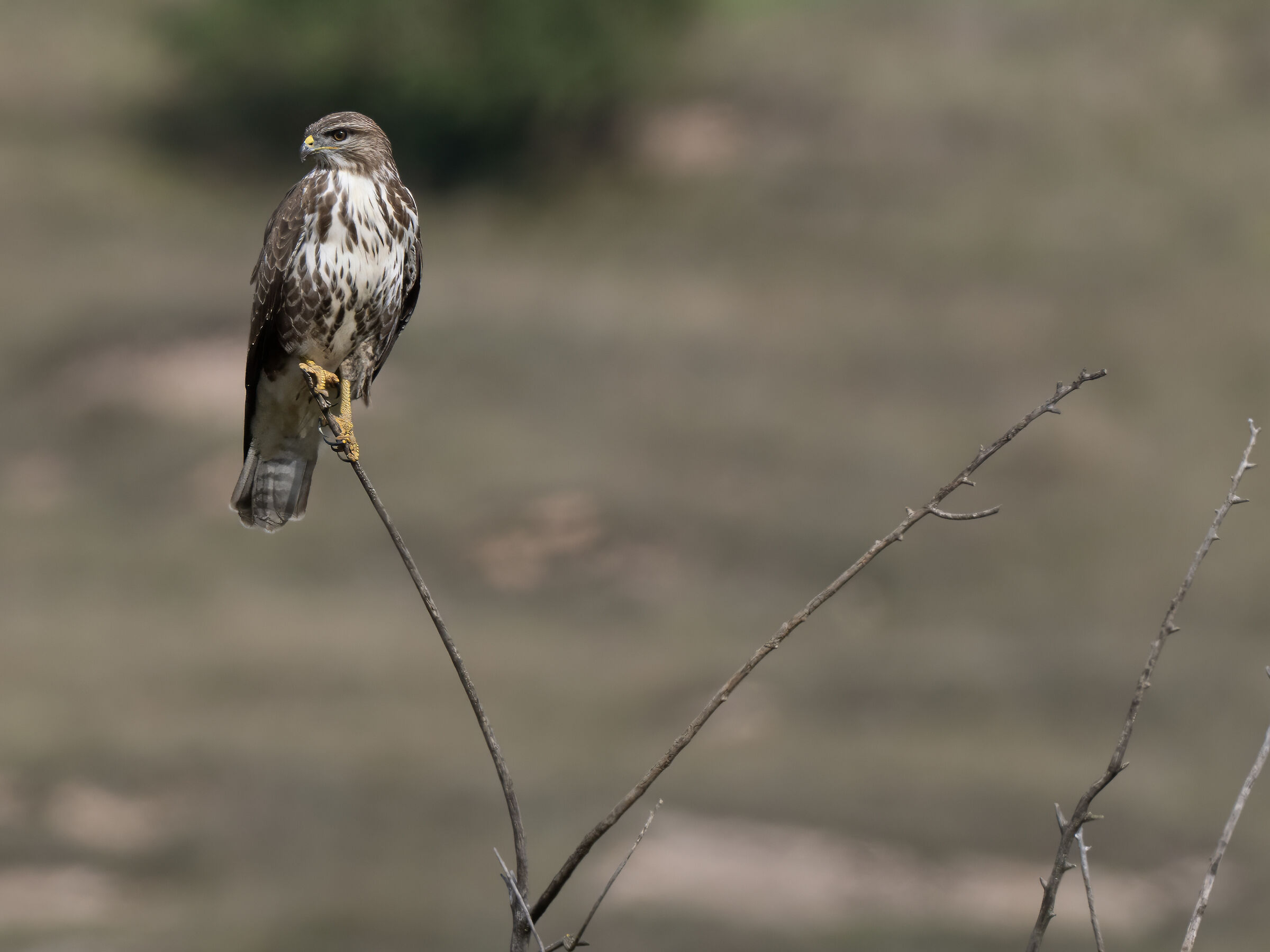 Buzzard