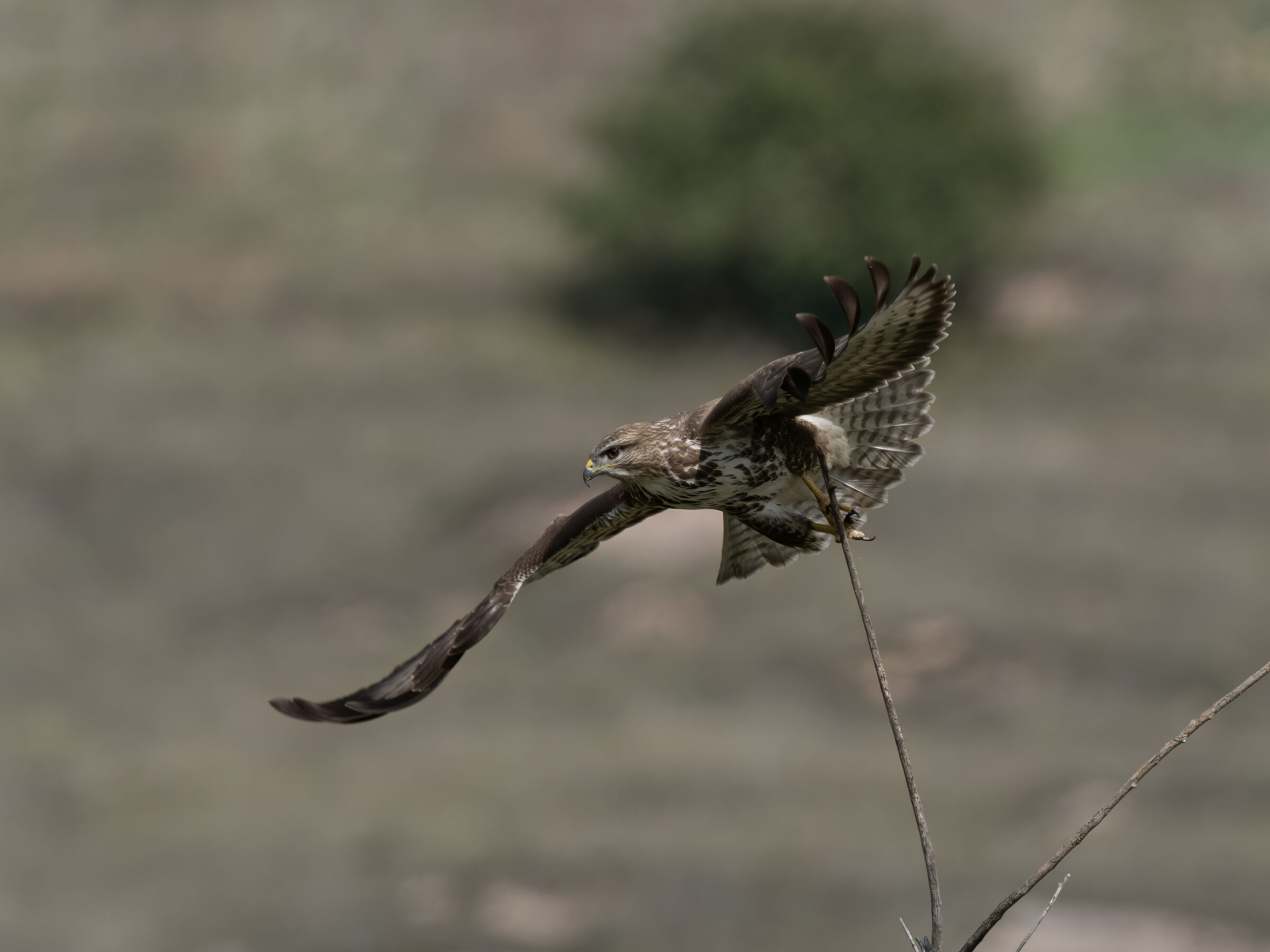 Buzzard