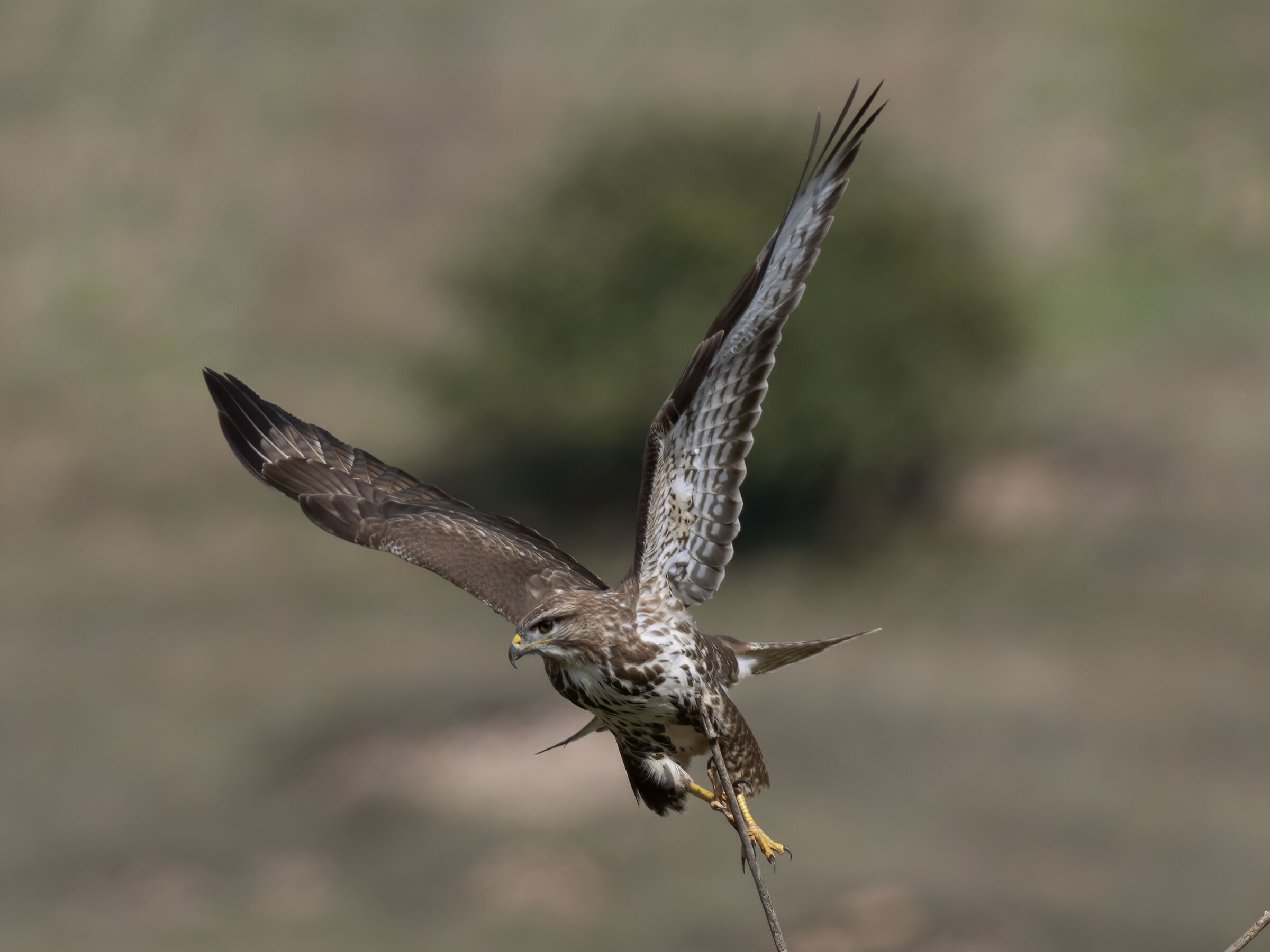 Buzzard