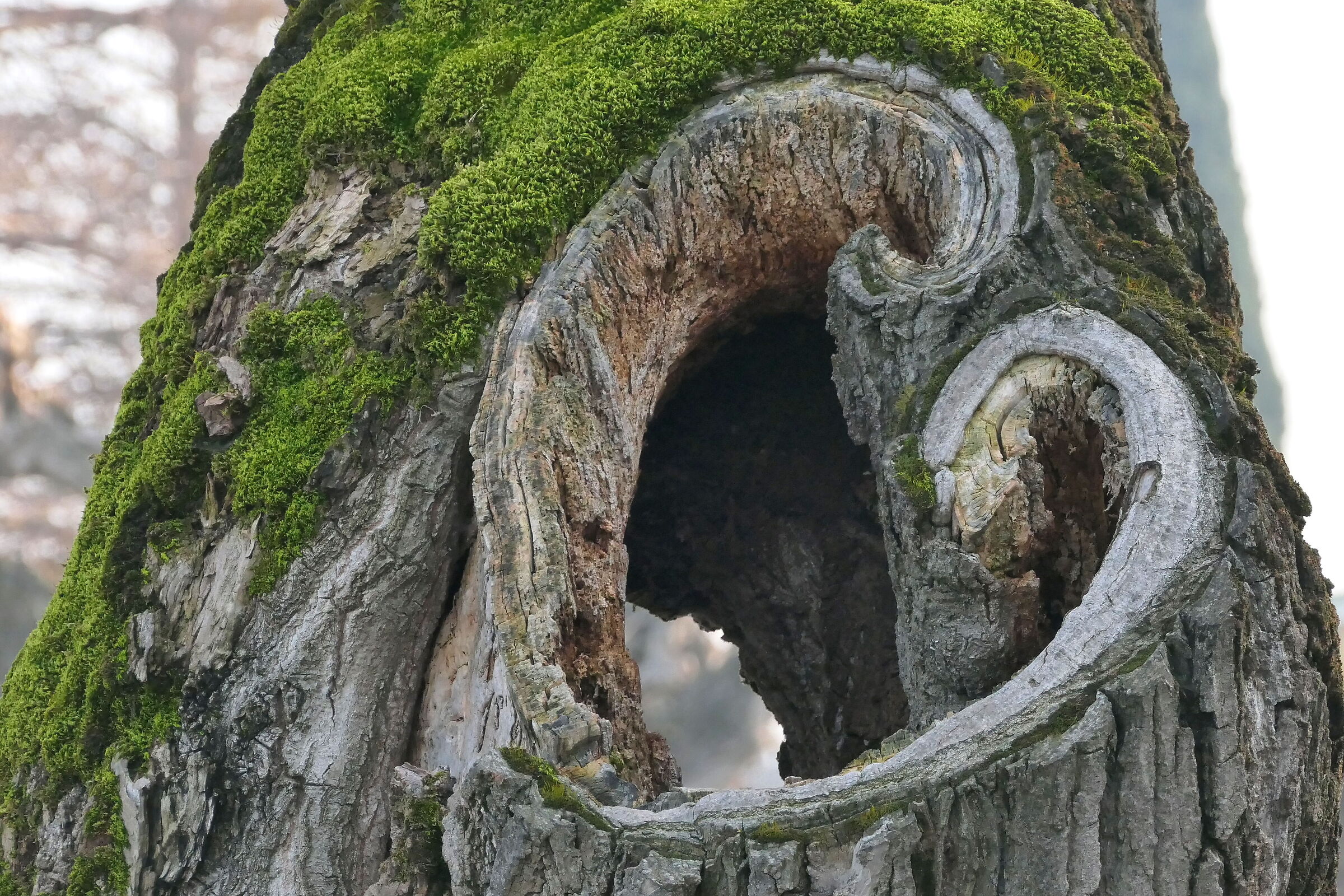 After a long bark, the heart opened...