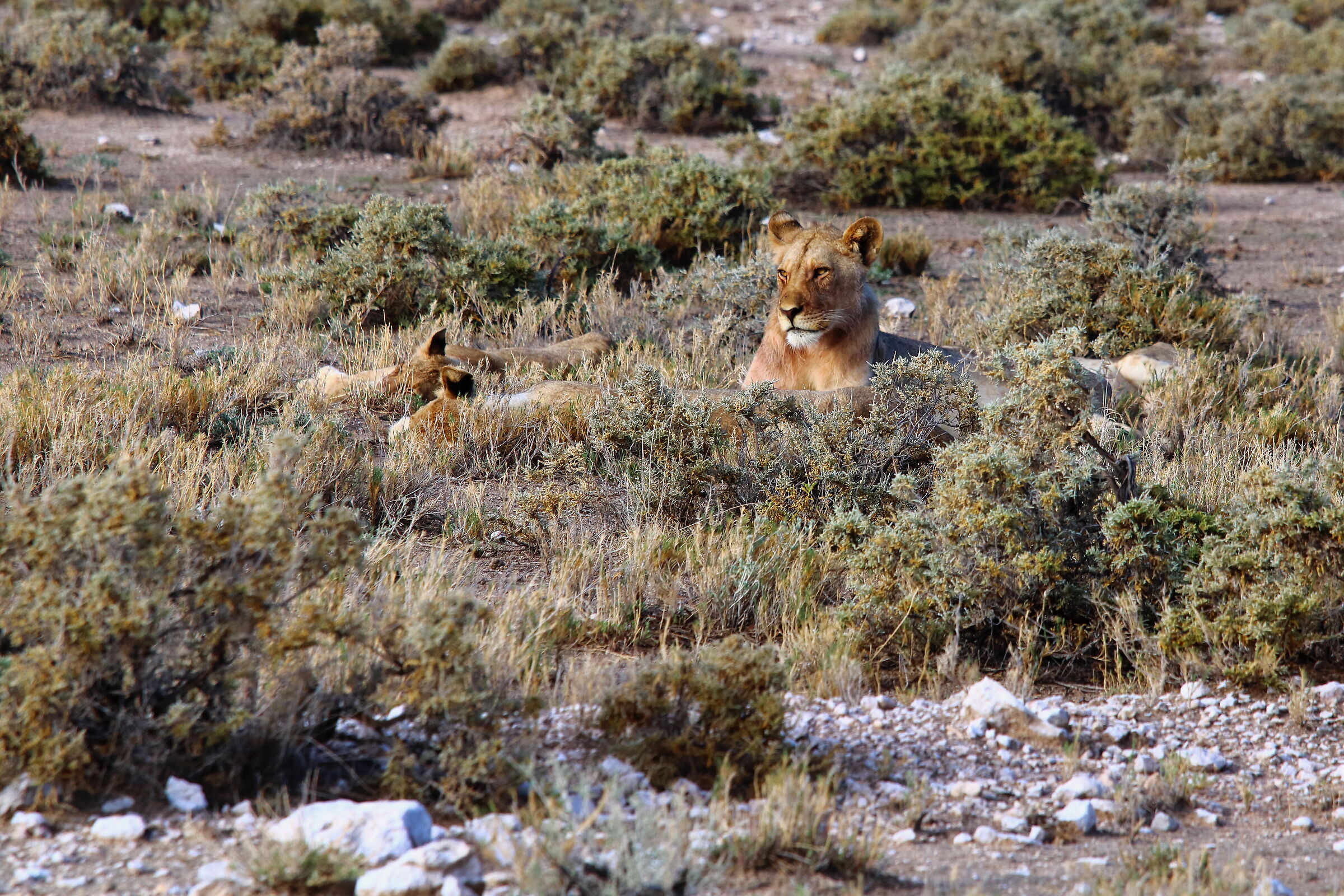 Leonesse nell'Etosha